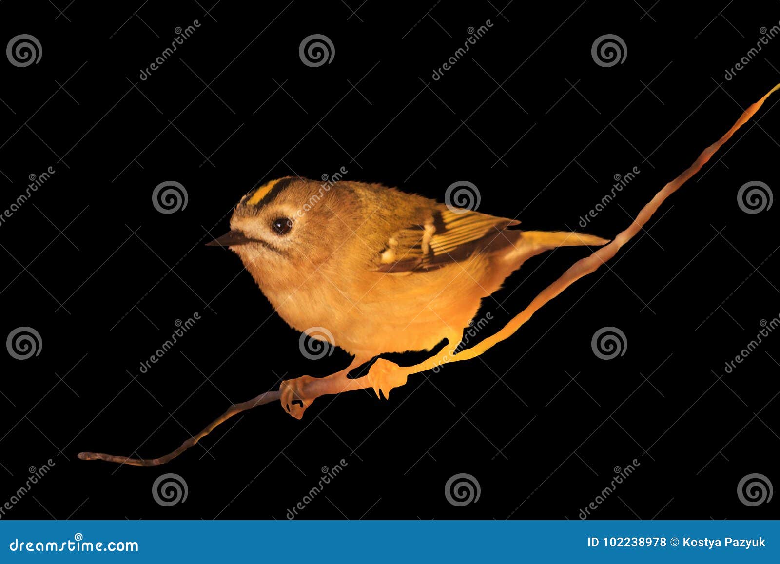 goldcrest sitting on a branch  on a black background