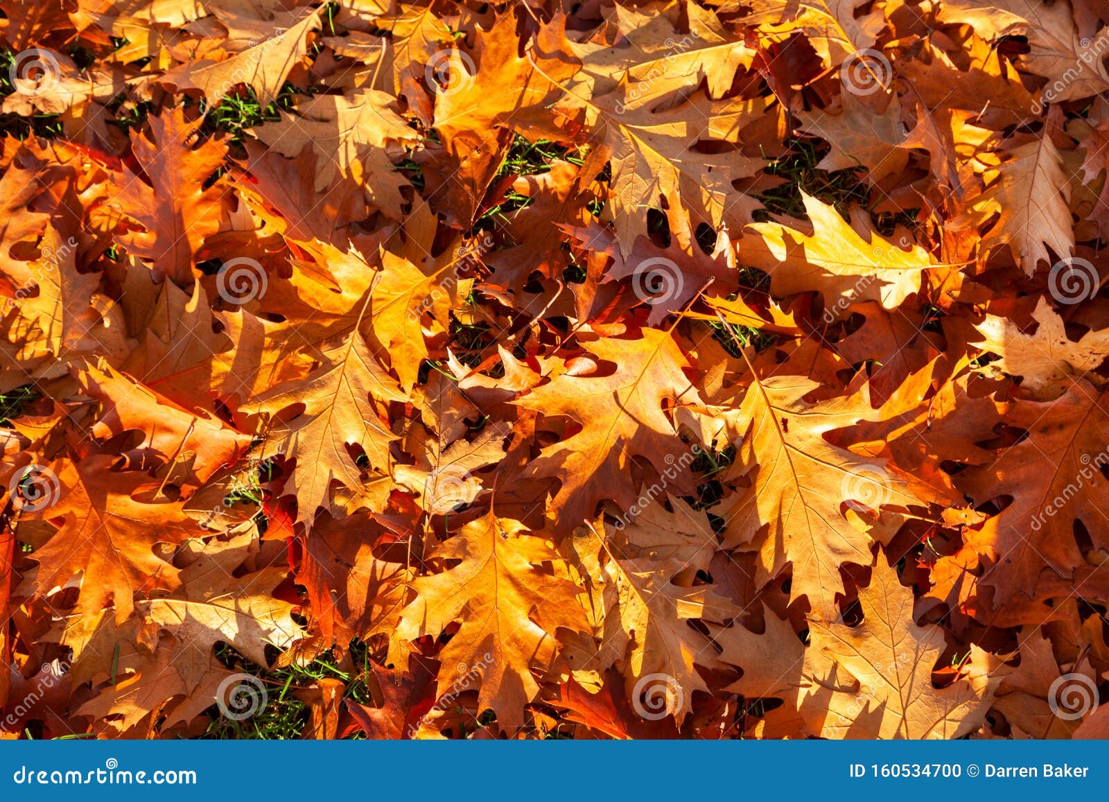 Golden Autumn Fall Leaves Background Stock Photo - Image of outdoors