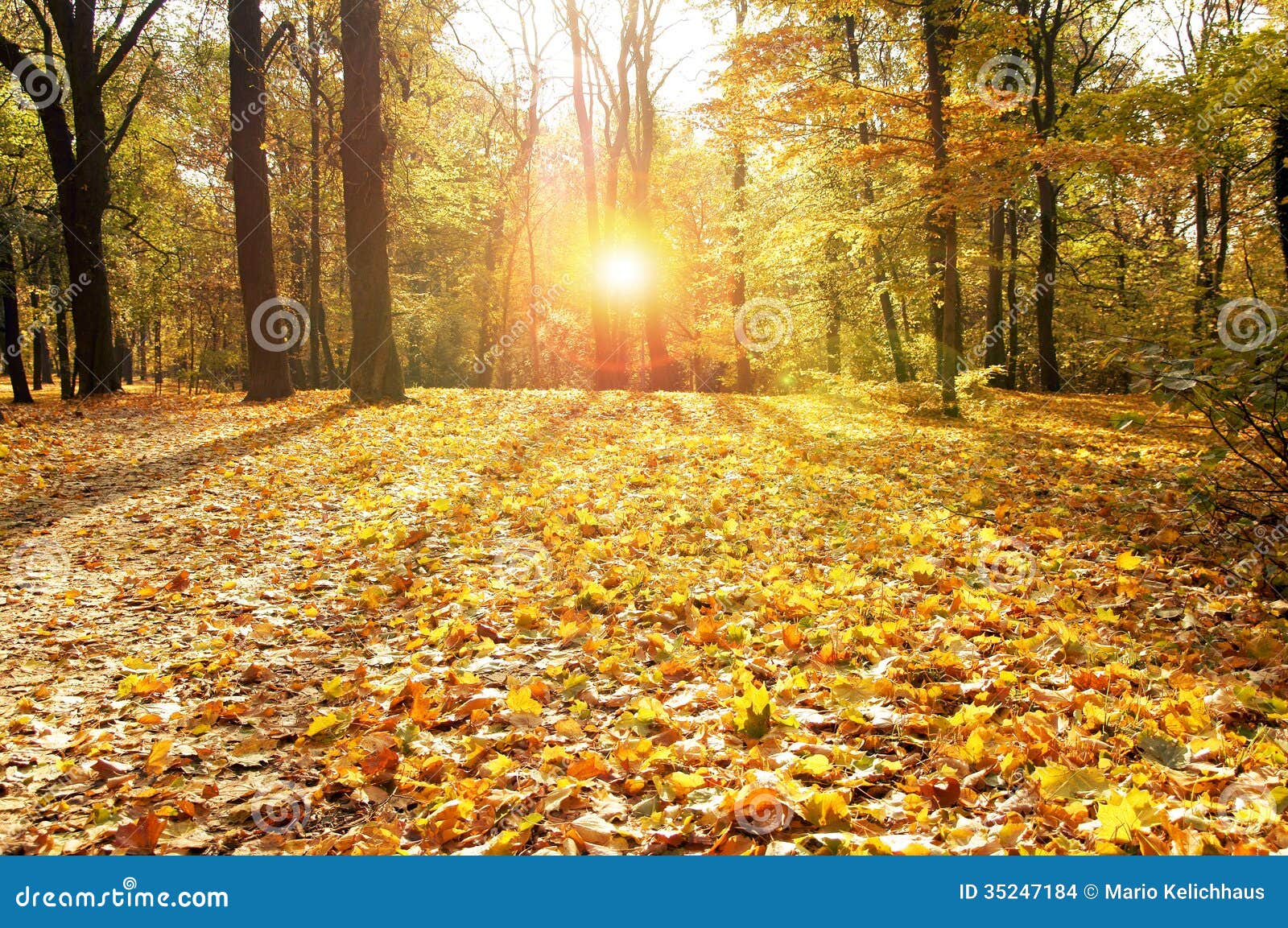 Golden Autumn stock photo. Image of environment, botany - 35247184
