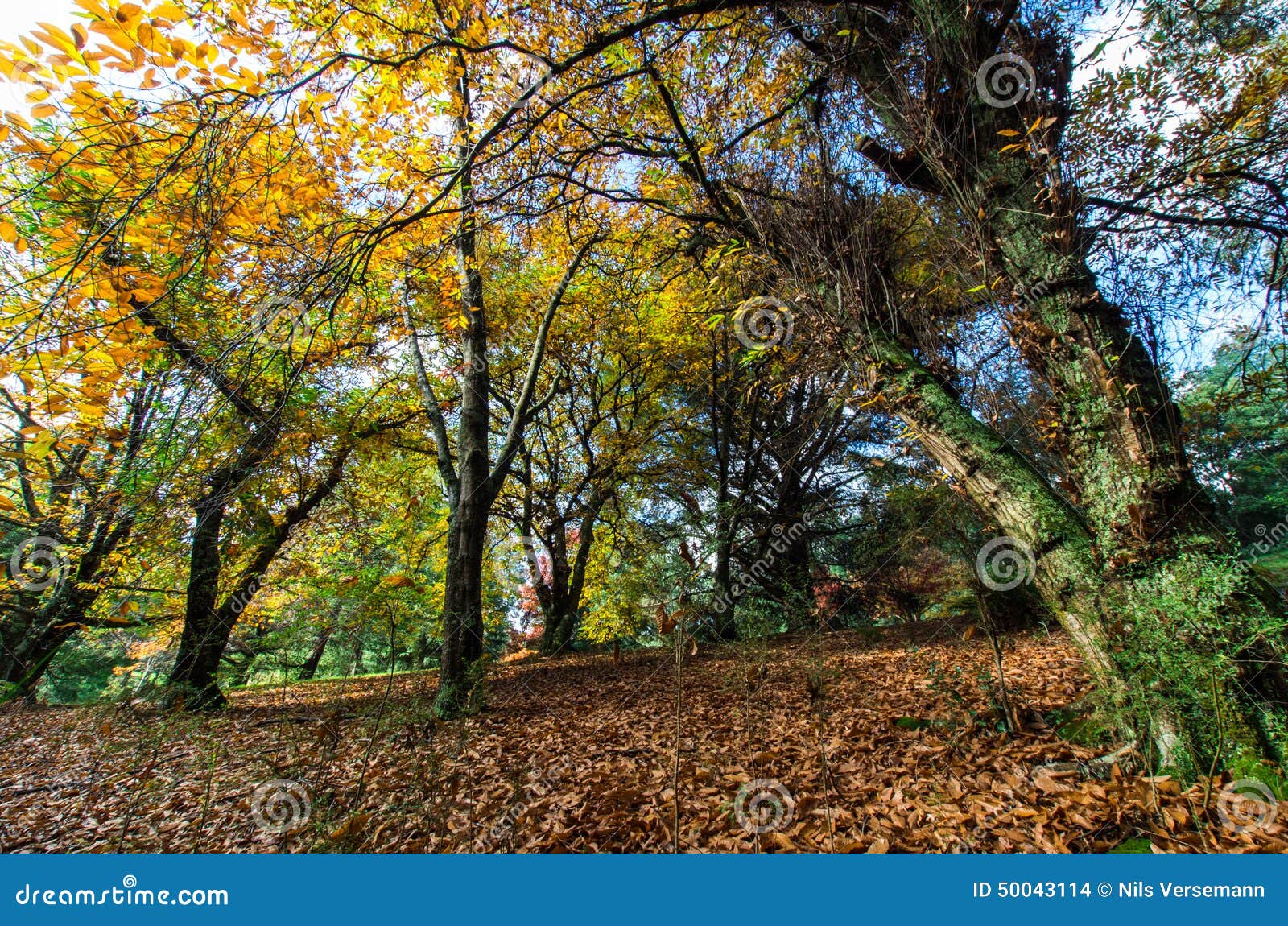 golden autumn leaves in the dandenong ranges