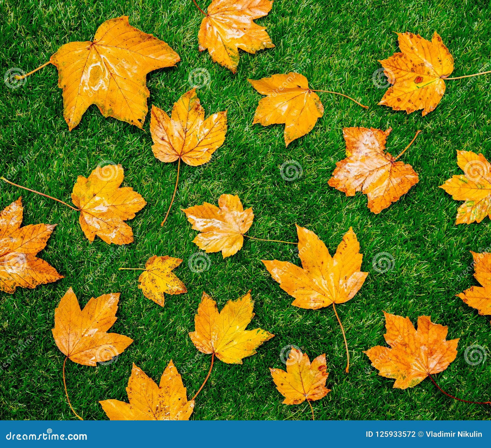 Golden Autumn Maple Leaves on Green Grass. Stock Photo - Image of