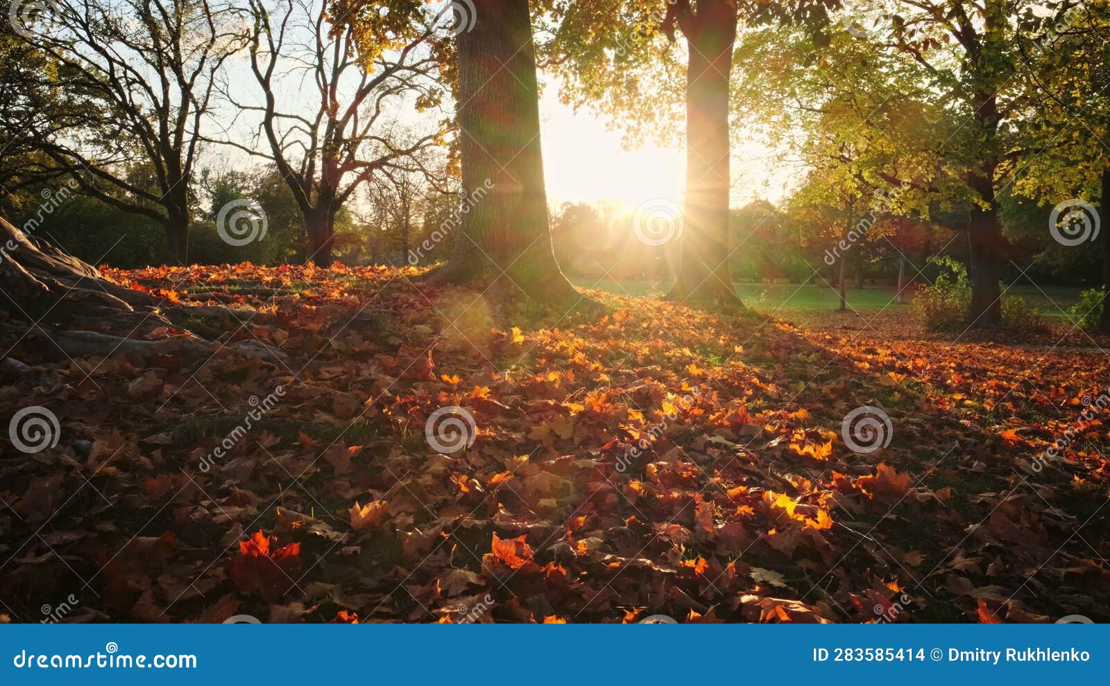 Golden Autumn October in Famous Munich Englishgarten Fallen Leaves ...