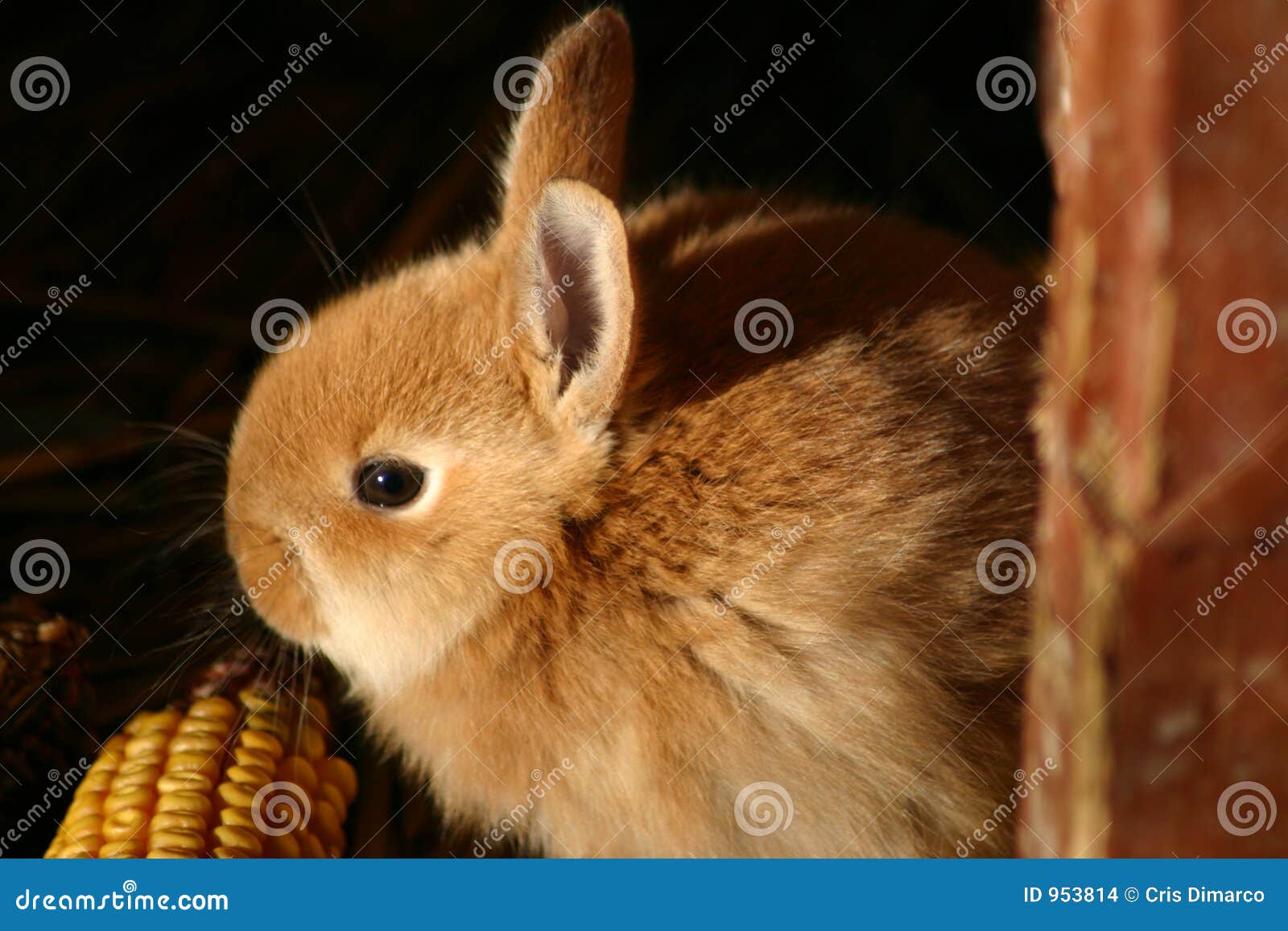 Golden Baby Rabbit Stock Photo Image Of Pacific Corn 953814
