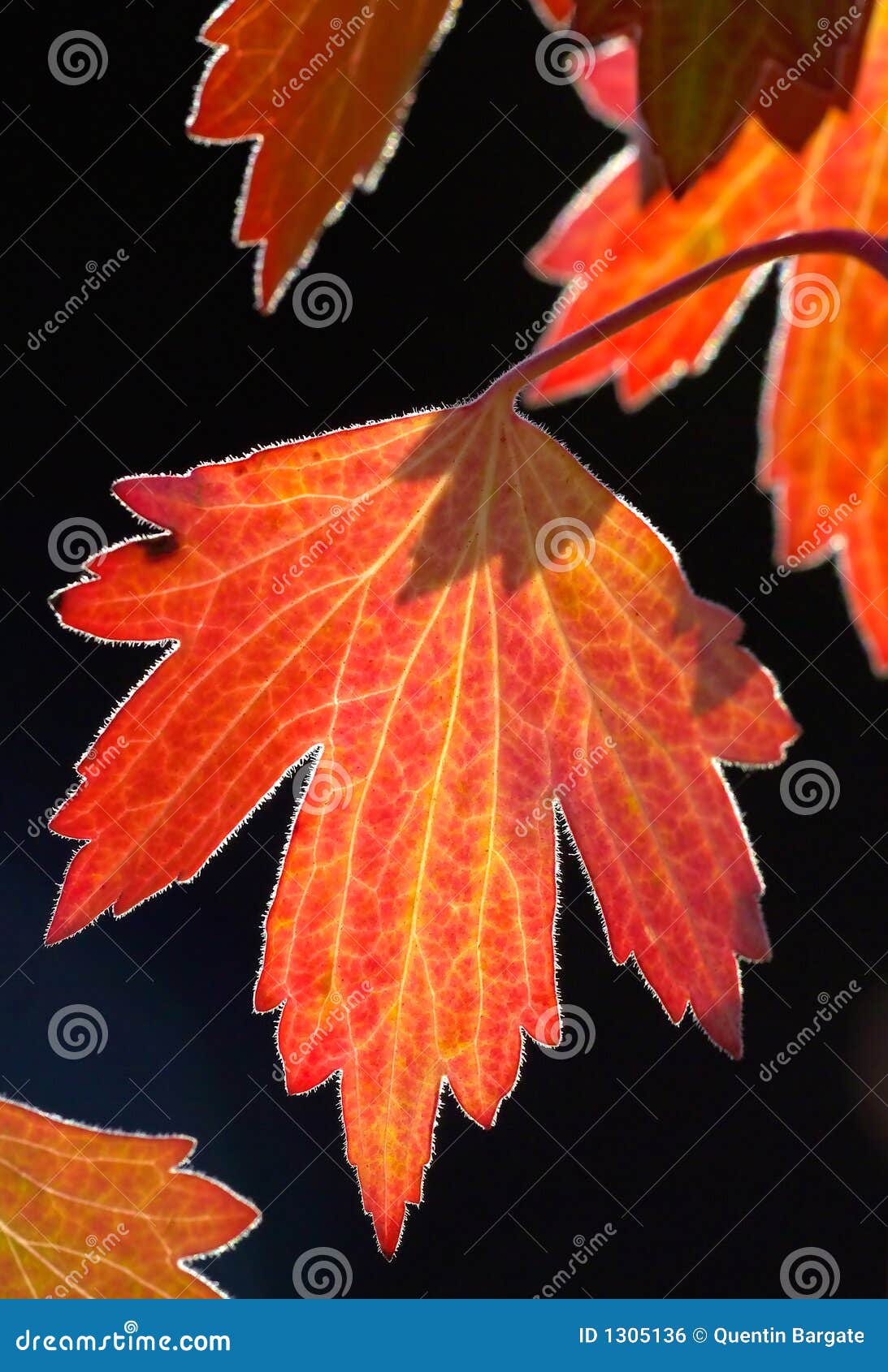 golden backlit fall leaf