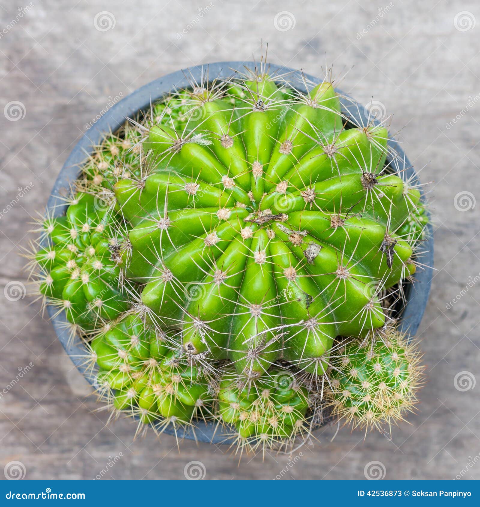 Golden ball cactus stock image. Image of beautiful, earth 42536873