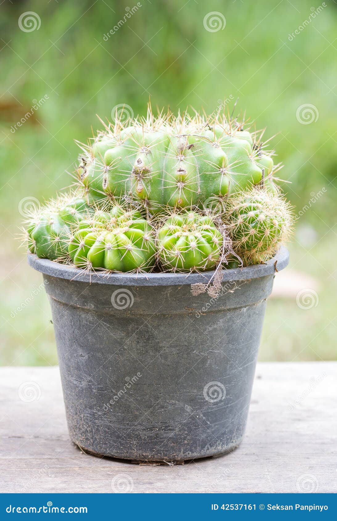 Golden ball cactus stock image. Image of living, life 42537161
