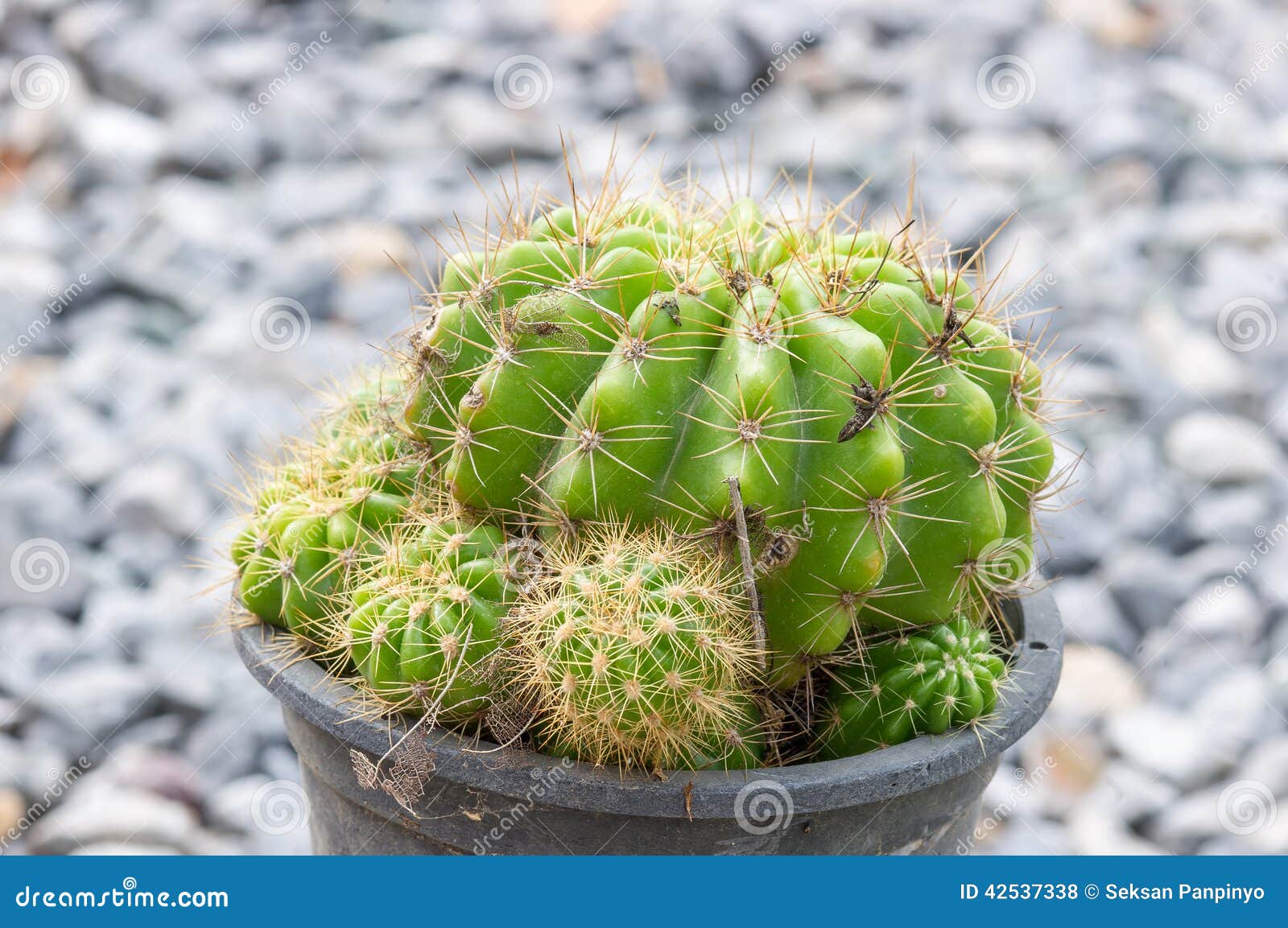 Golden ball cactus stock photo. Image of ball, cacti 42537338
