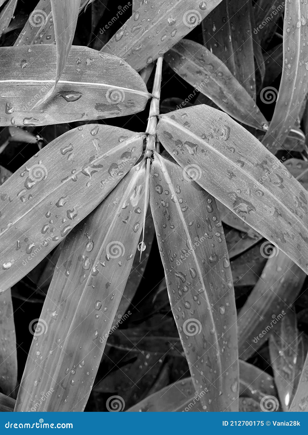 Fishpole Bamboo Stock Photos - Free & Royalty-Free Stock Photos from  Dreamstime