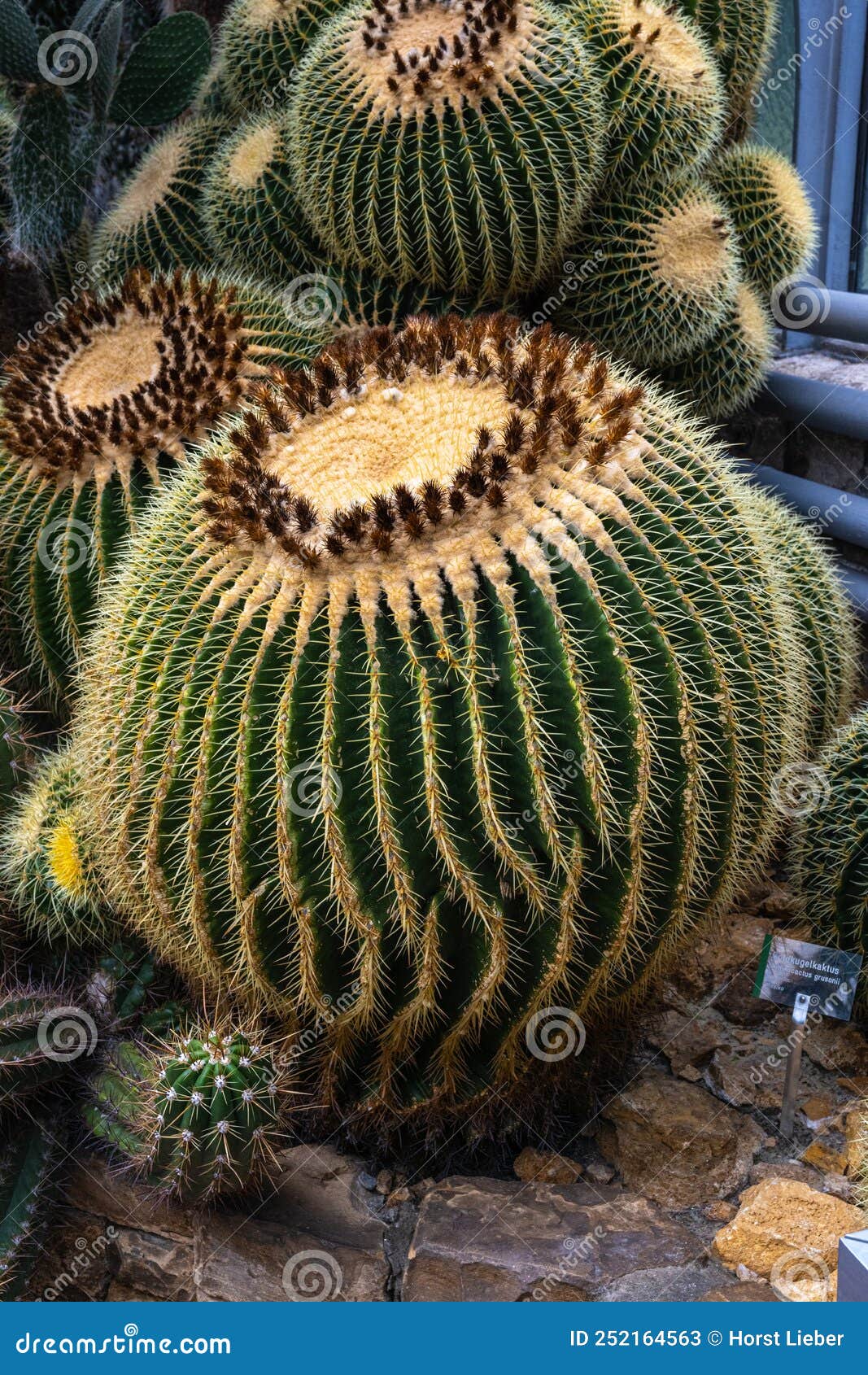 golden barrel cactus echinocactus grusonii. habitat mexico. the barrel cactus stores water in its spherical ribbed axes