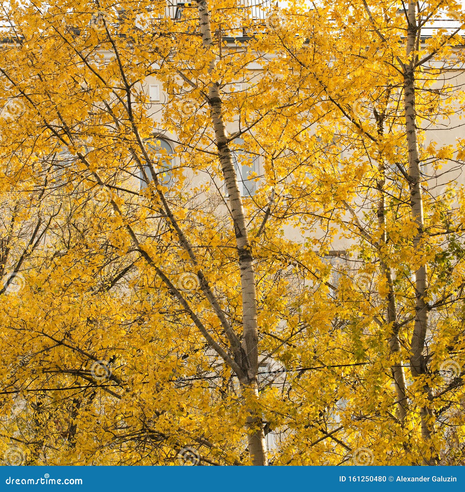 Golden Birch Trees in Autumn Stock Photo Image of nature, utility