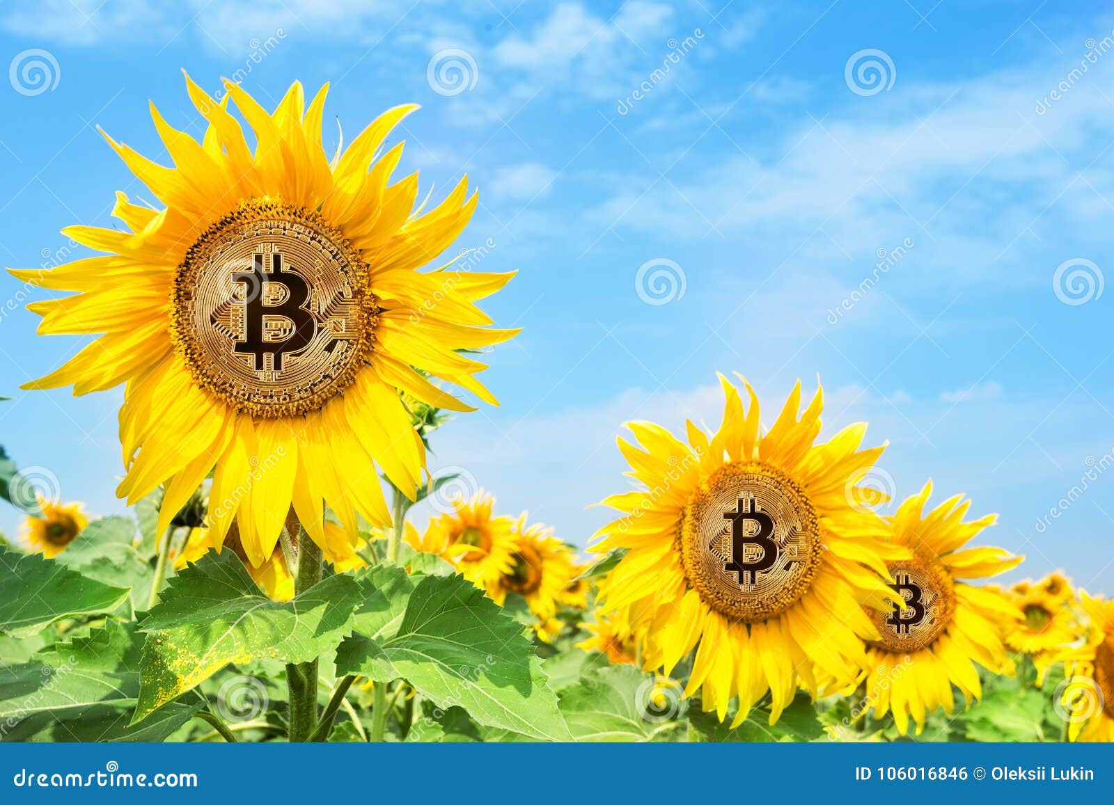 cryptocurrency pictures of flowers