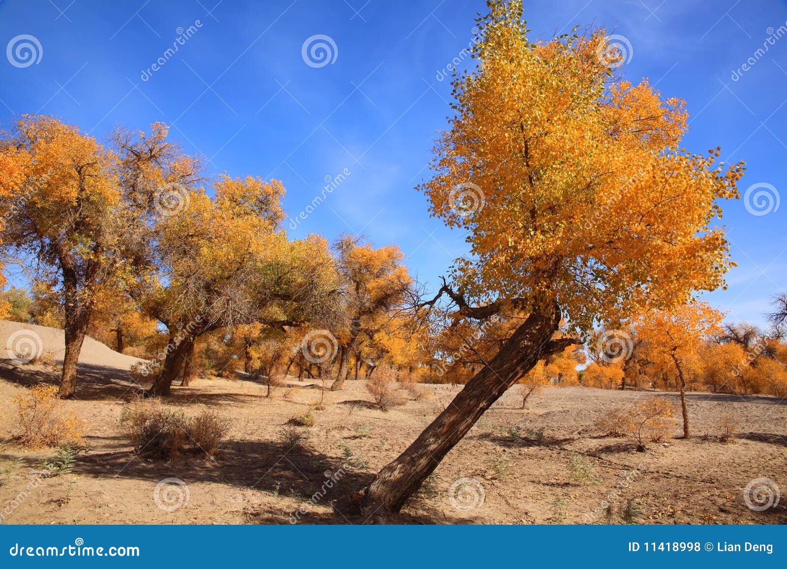 golden black poplars in autumn