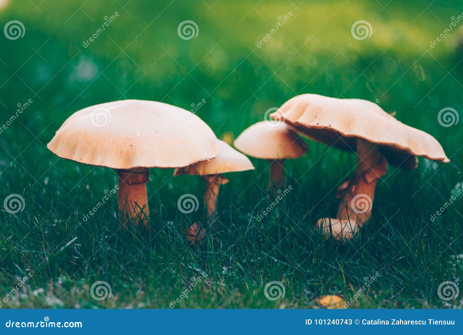 golden bootleg mushroom group