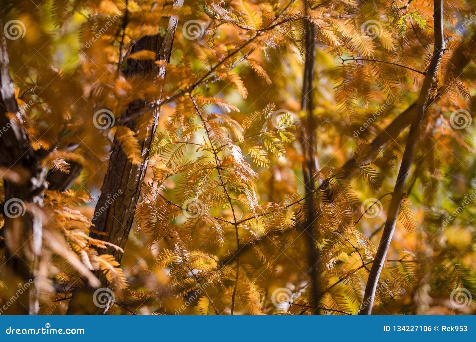 Golden Branches of Autumn Displayed on a Dawn Redwood Tree Stock Photo
