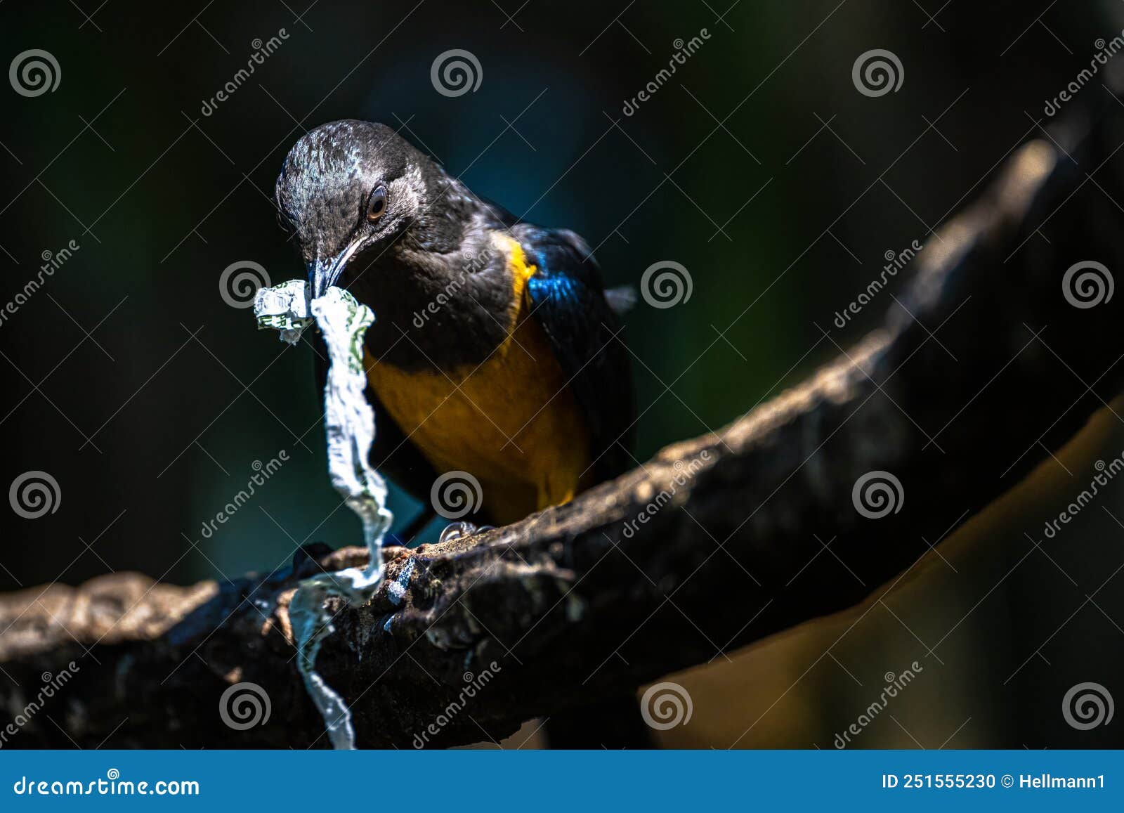 golden-breasted starling searching for nesting material
