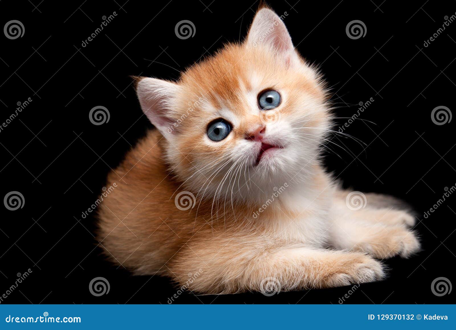 Little Golden British Kitten Lying On Black Background Isolated Stock