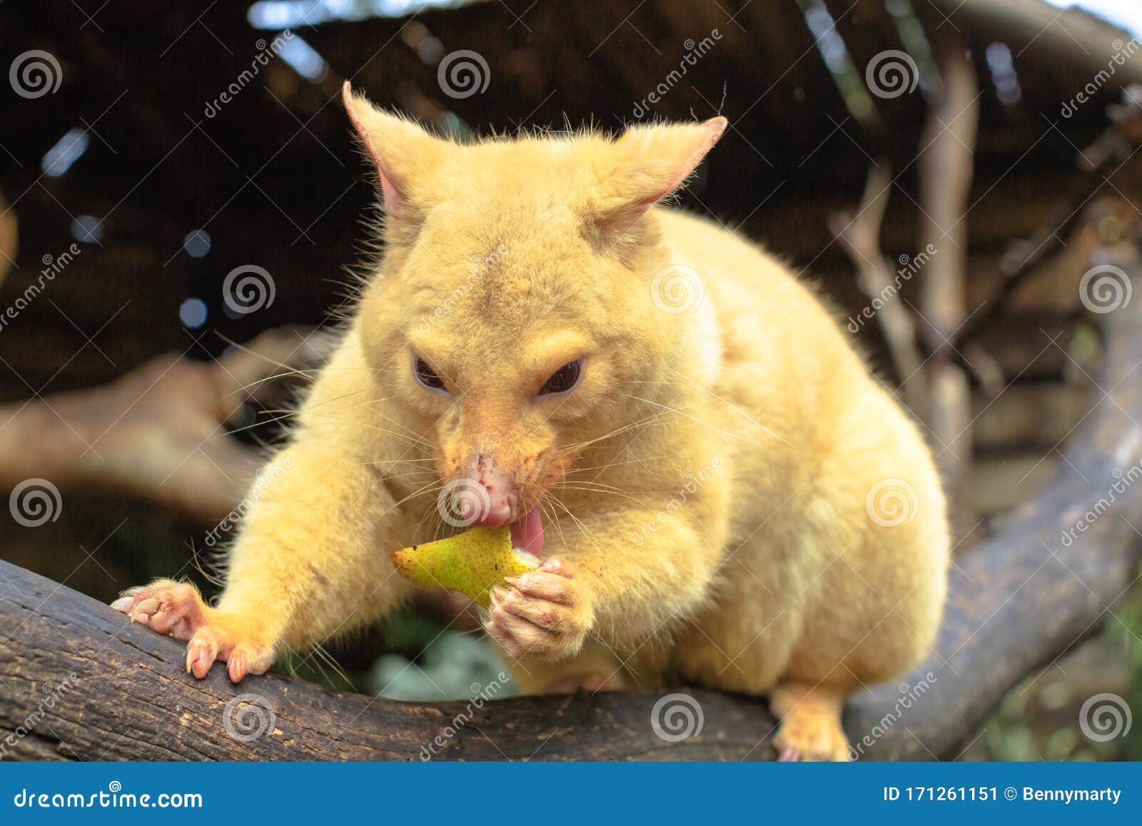 Golden Brushtail Possum Stock Image Image Of Golden