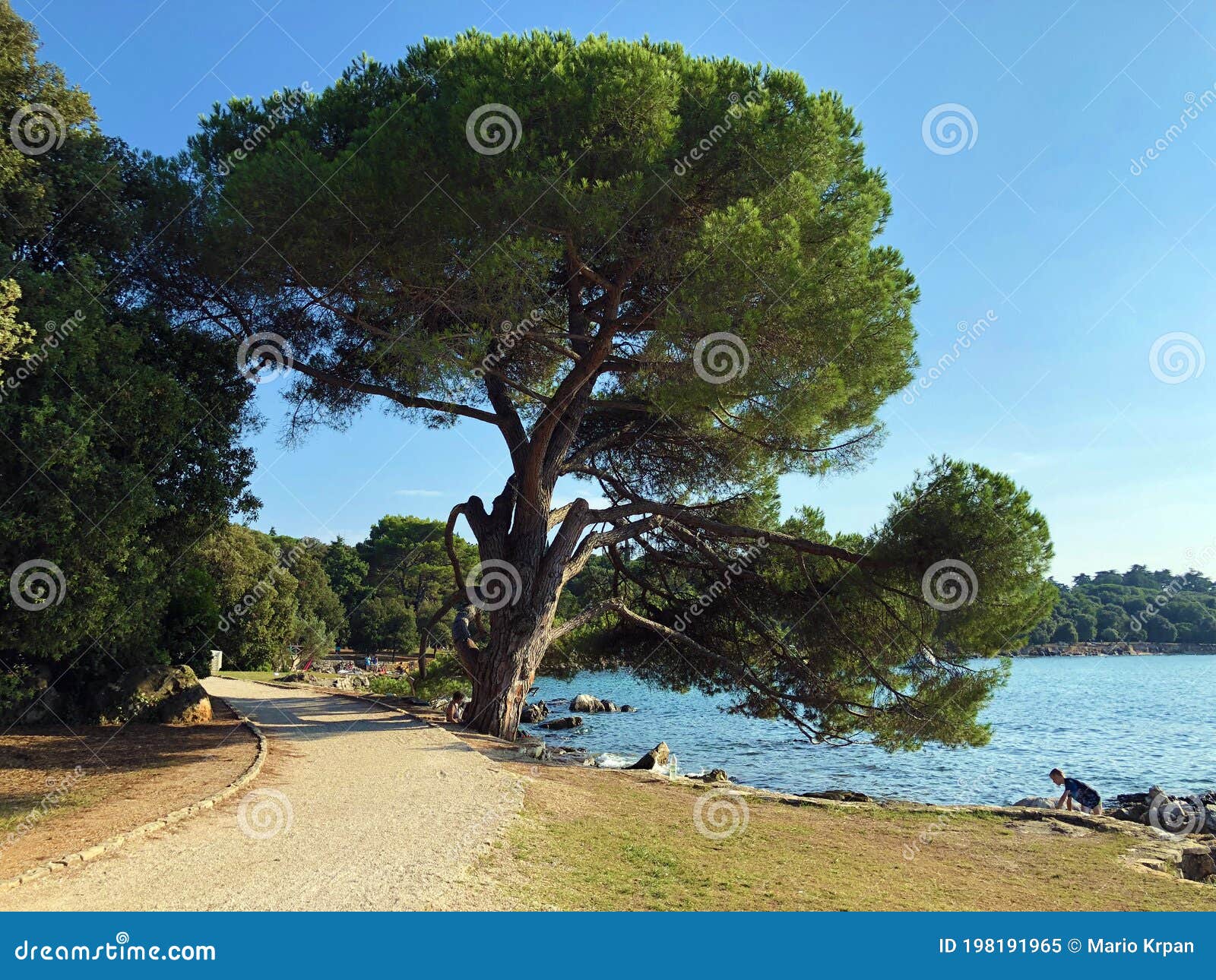 golden cape forest park zlatni rt, rovinj rovigno - istria, croatia / park ÃÂ¡uma zlatni rt punta corrente, rovinj - istra