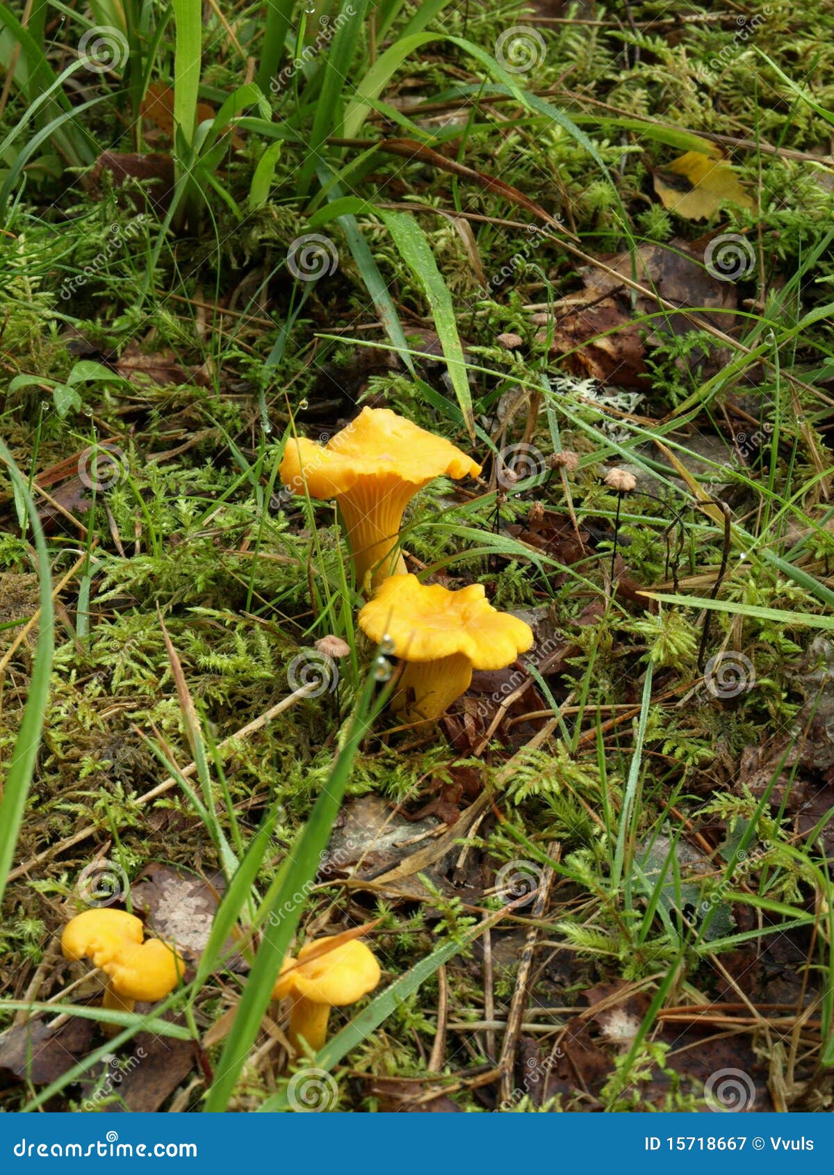 Golden chanterelle stock image. Image of golden, chanterelle 15718667