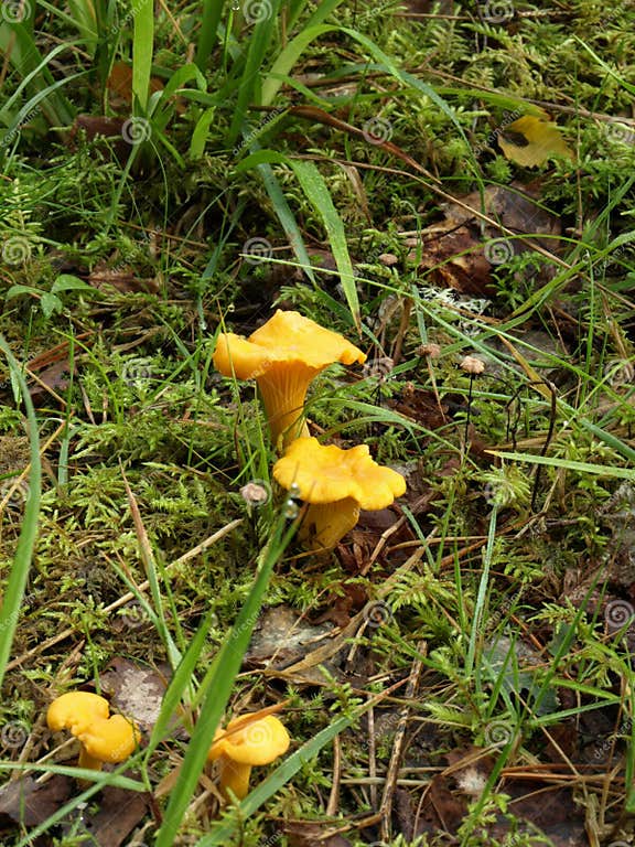 Golden chanterelle stock image. Image of golden, chanterelle 15718667