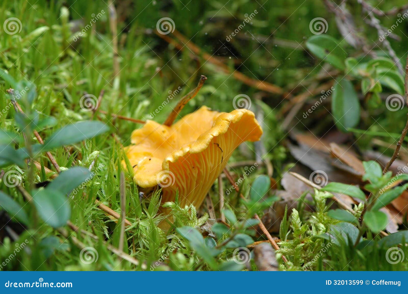 Golden chanterelle stock image. Image of vegetable, moss 32013599