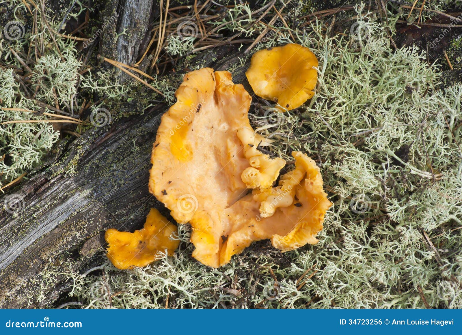 Golden chanterelles stock photo. Image of food, eatable 34723256