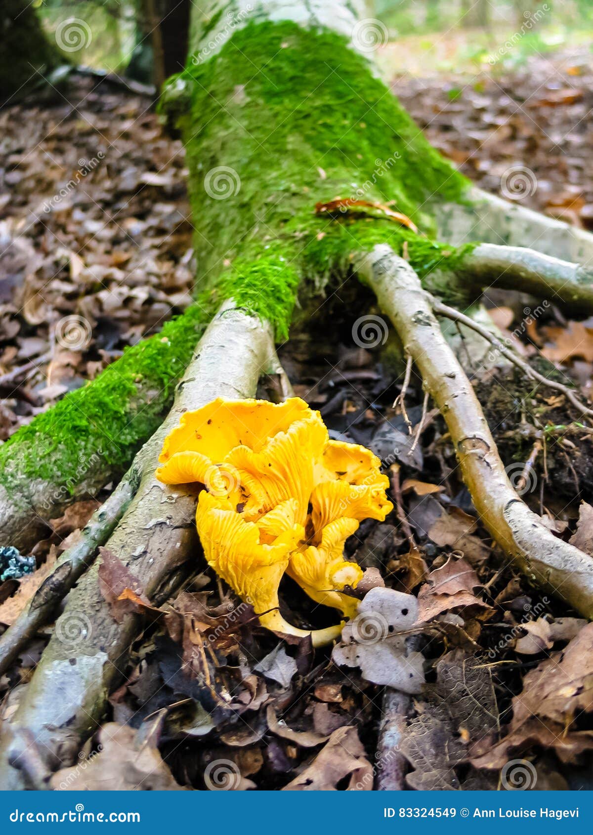Golden chanterelles stock image. Image of chanterelle 83324549