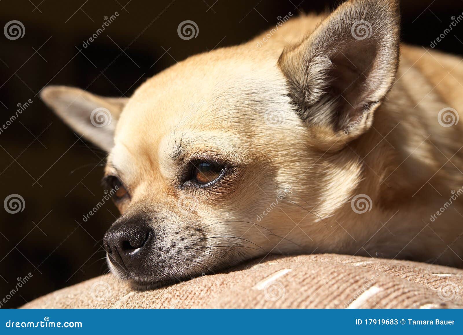 Golden Chihuahua stock image. Image of light, face, golden - 17919683