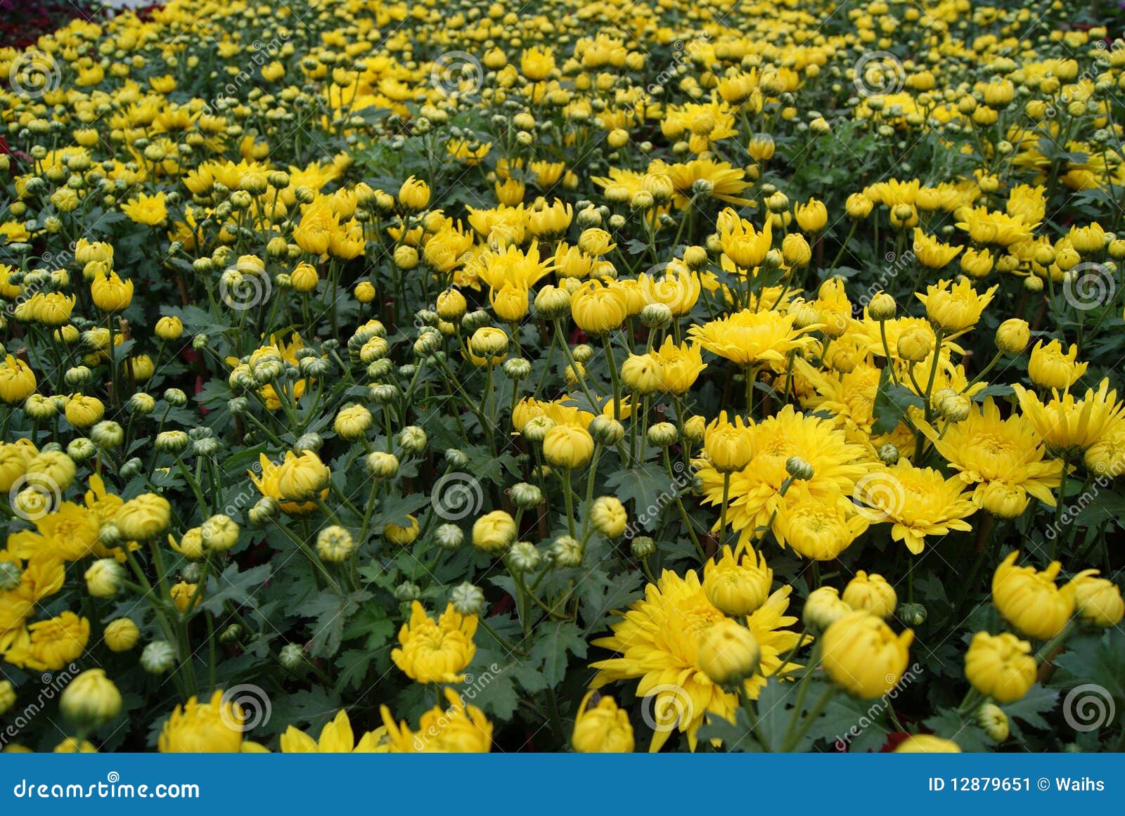 Golden chrysanthemum stock image. Image of nursery, nature 12879651