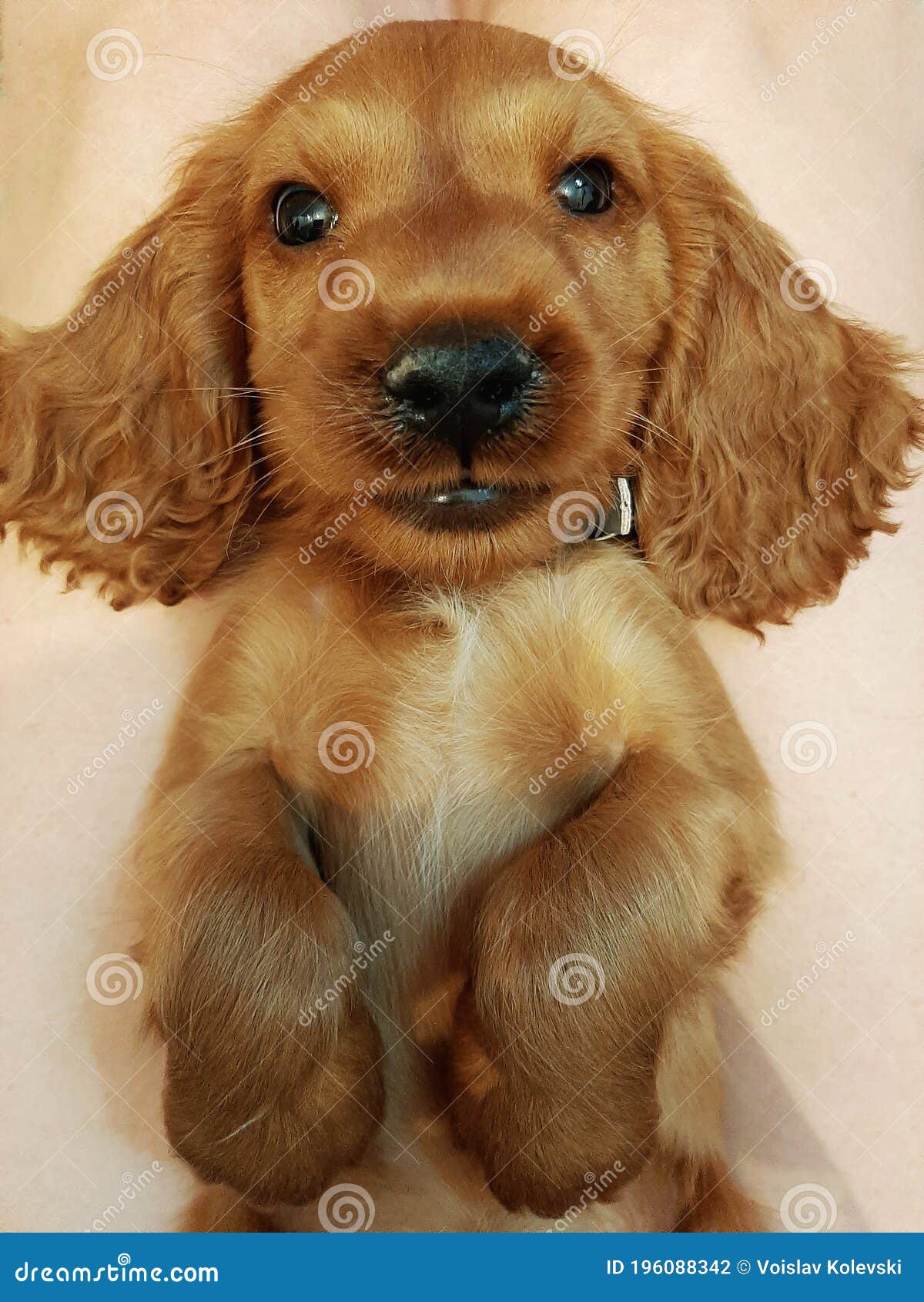 Adorable Golden Cocker Retriever Puppy is on Back and Tries Sleep Photo - Image of black, animal: 196088342