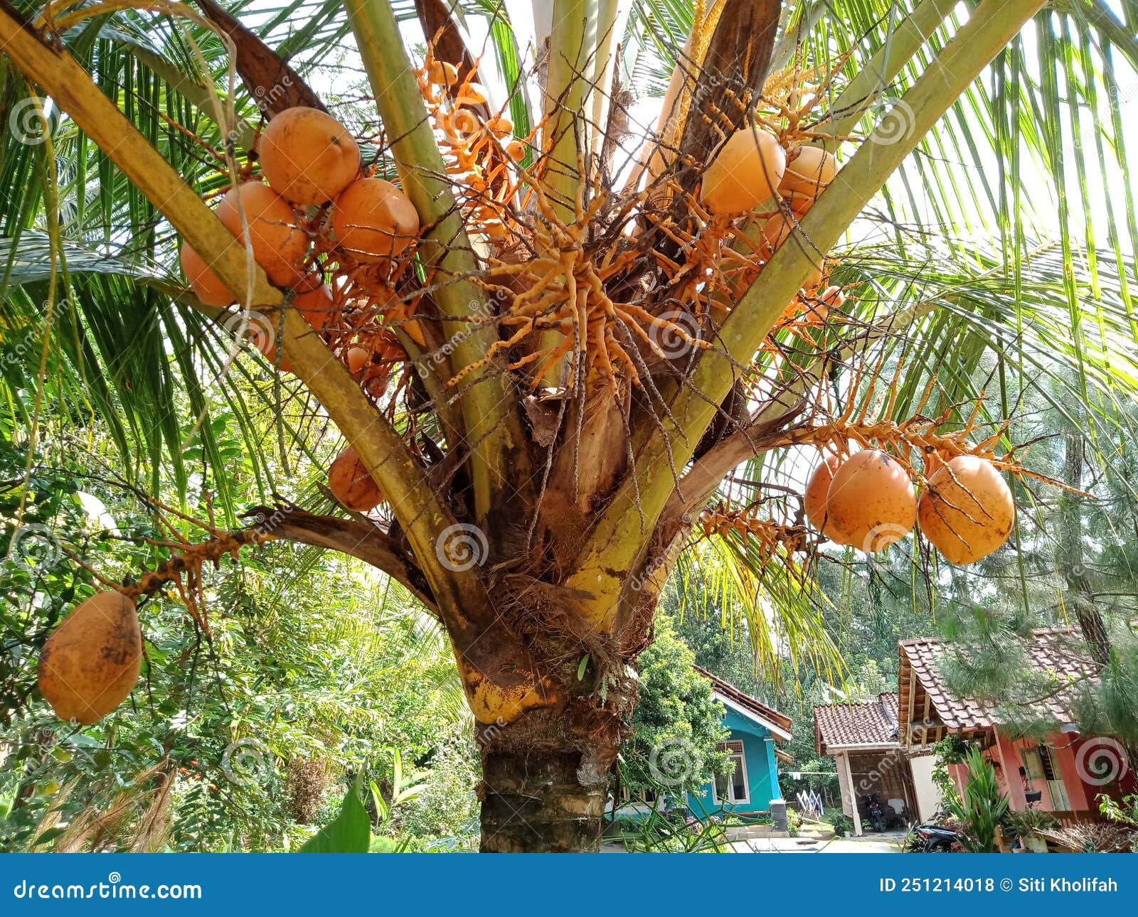 Golden coconut trees stock photo. Image of branch, jungle - 251214018