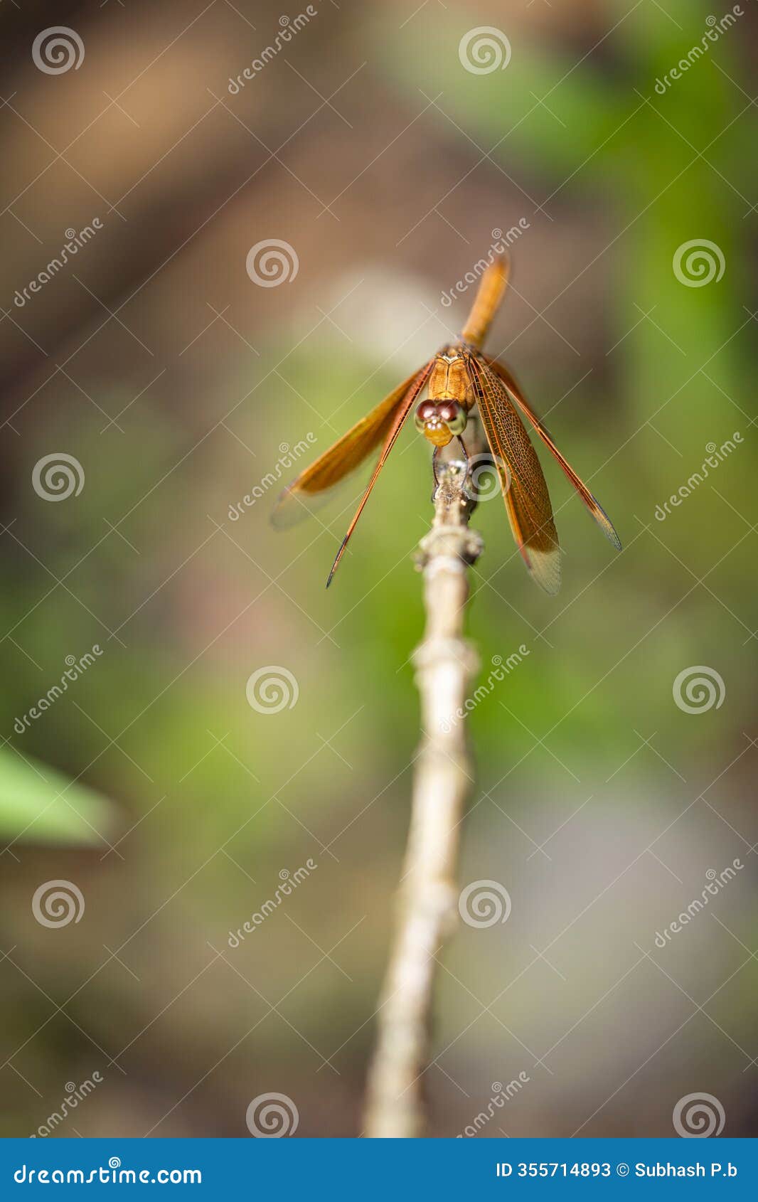 golden colored reddish tiny dragonfly sitting in a plant