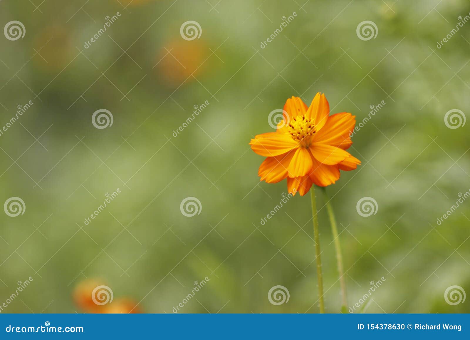 Golden Coreopsis Flowers Blossoming Under the Sun Stock Photo Image