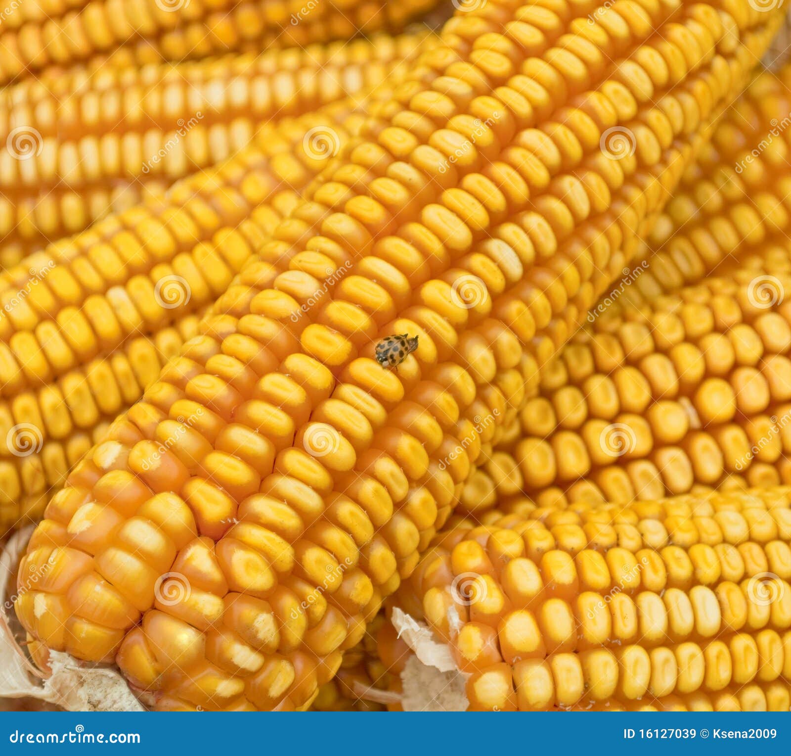 Golden corn stock image. Image of harvesting, food, corn 16127039