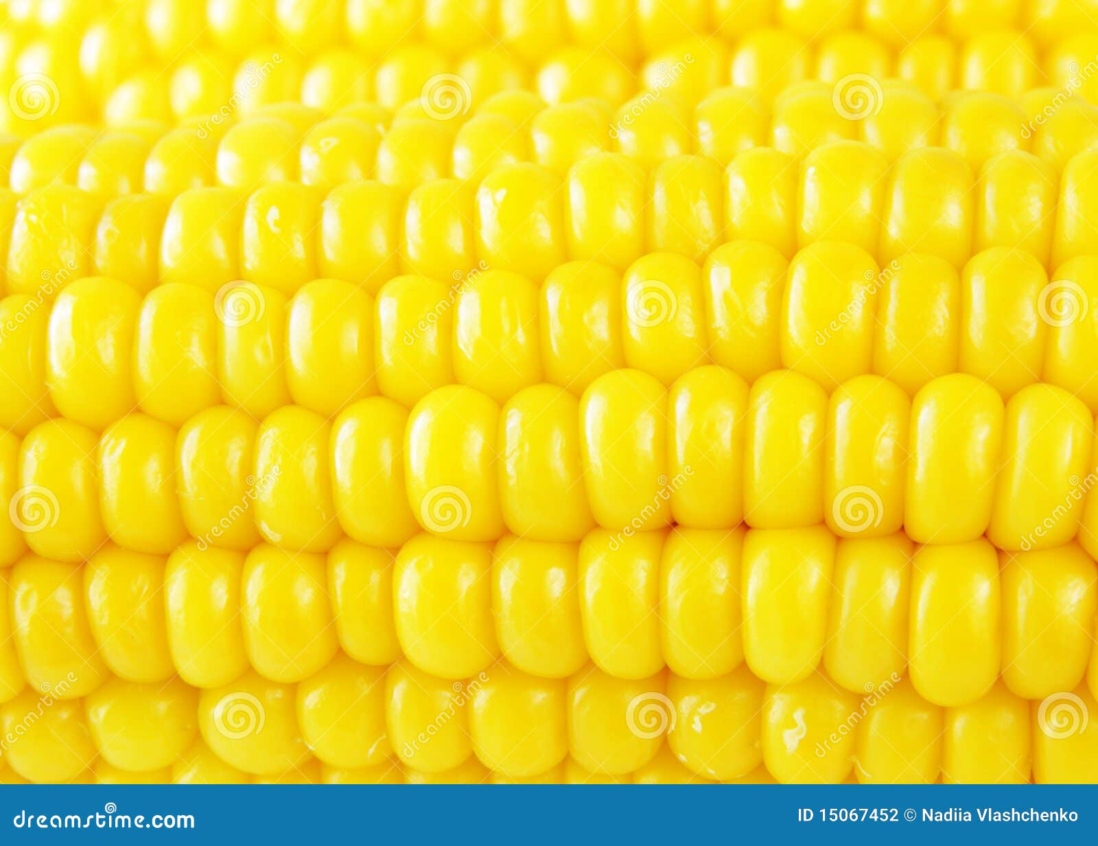 Golden corn background stock photo. Image of detail, nature 15067452