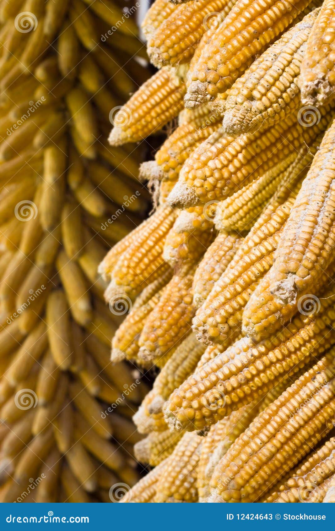 golden corn cobs hanging to dry (vertical)