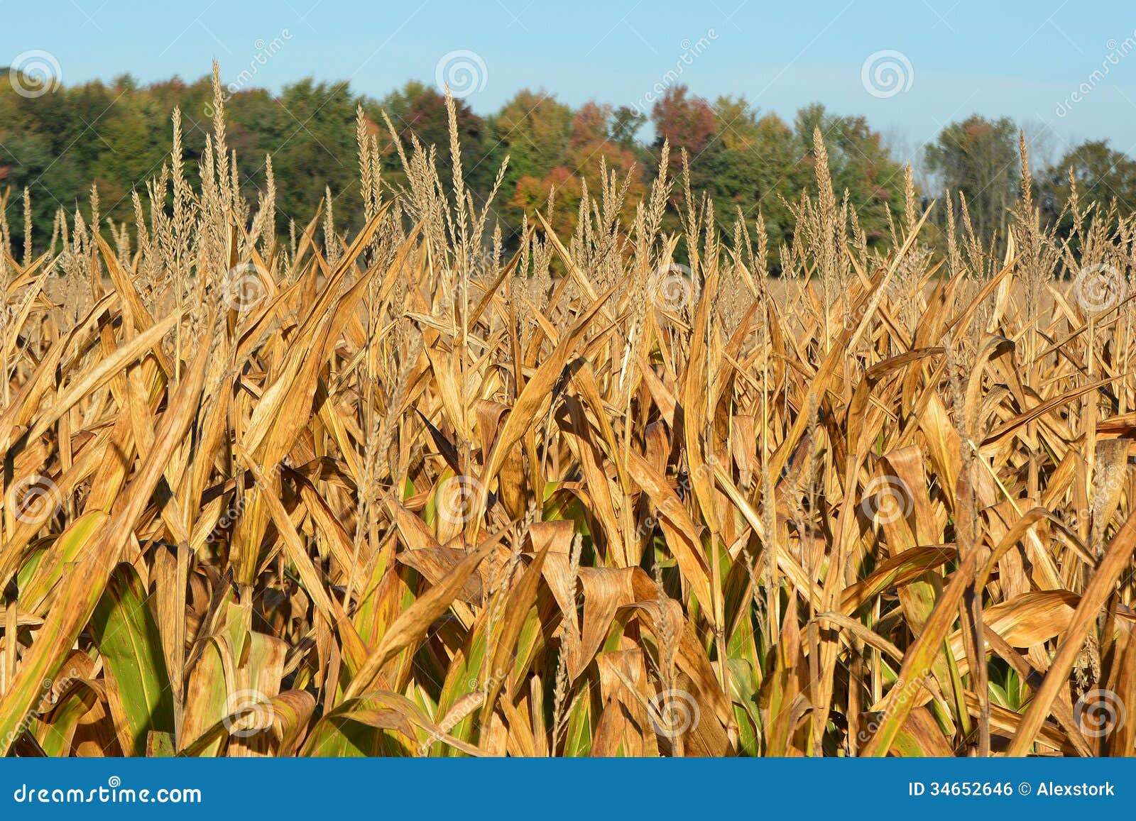 Golden Corn stock photo. Image of food, blue, color, seasonal 34652646