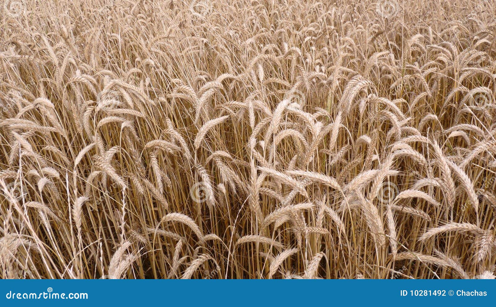 Golden corn field stock photo. Image of golden, plants 10281492