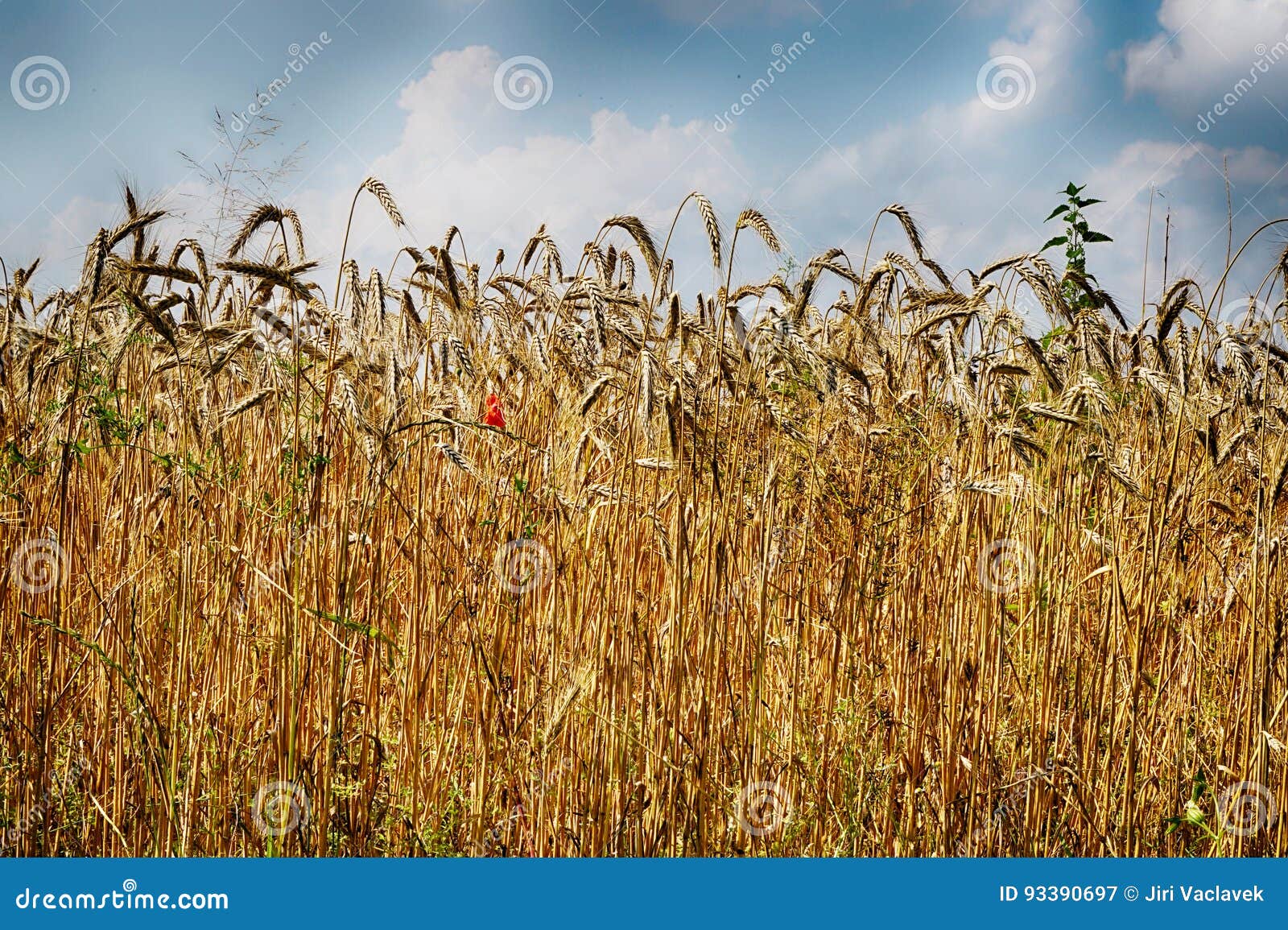 Golden corn field stock image. Image of background, rural 93390697