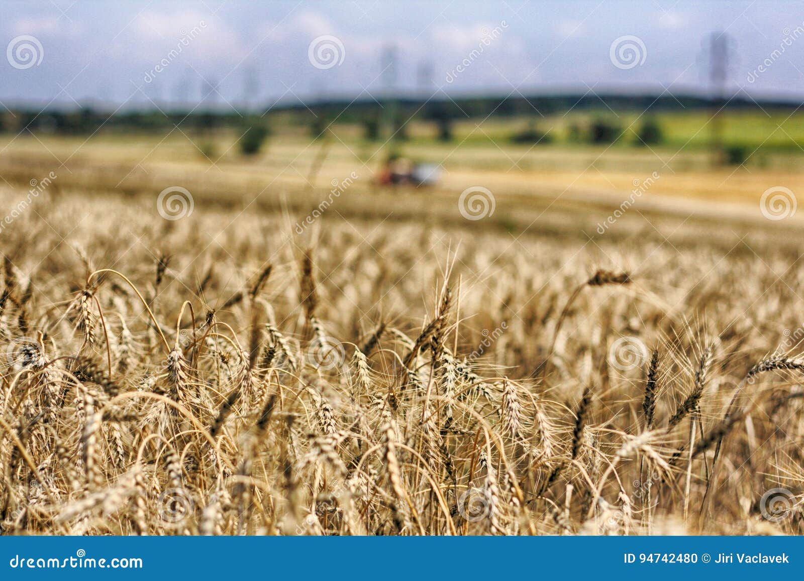 Golden corn field stock photo. Image of green, harvest 94742480