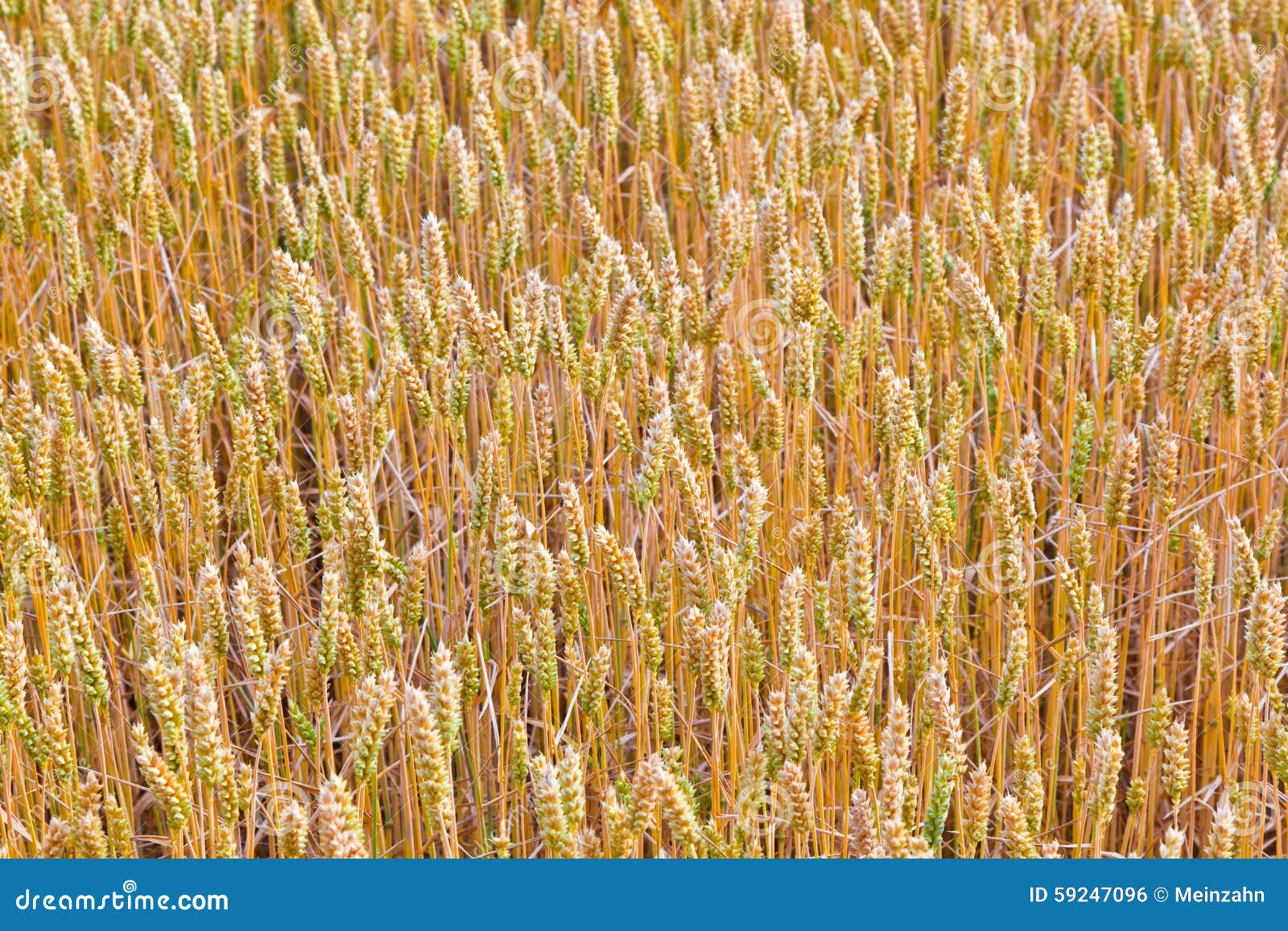 Golden corn field stock photo. Image of food, background 59247096