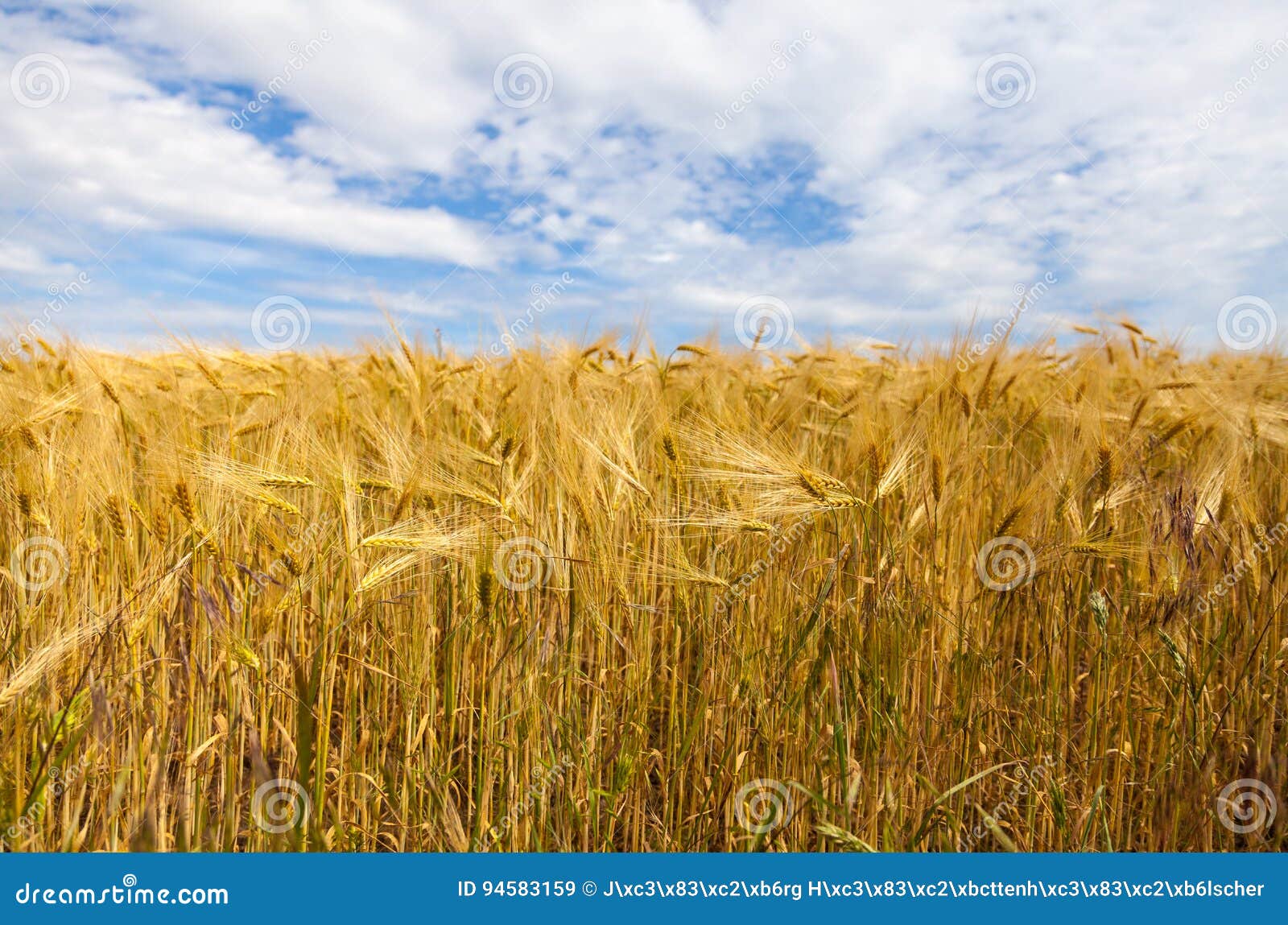 Golden corn field stock image. Image of cereal, natural 94583159