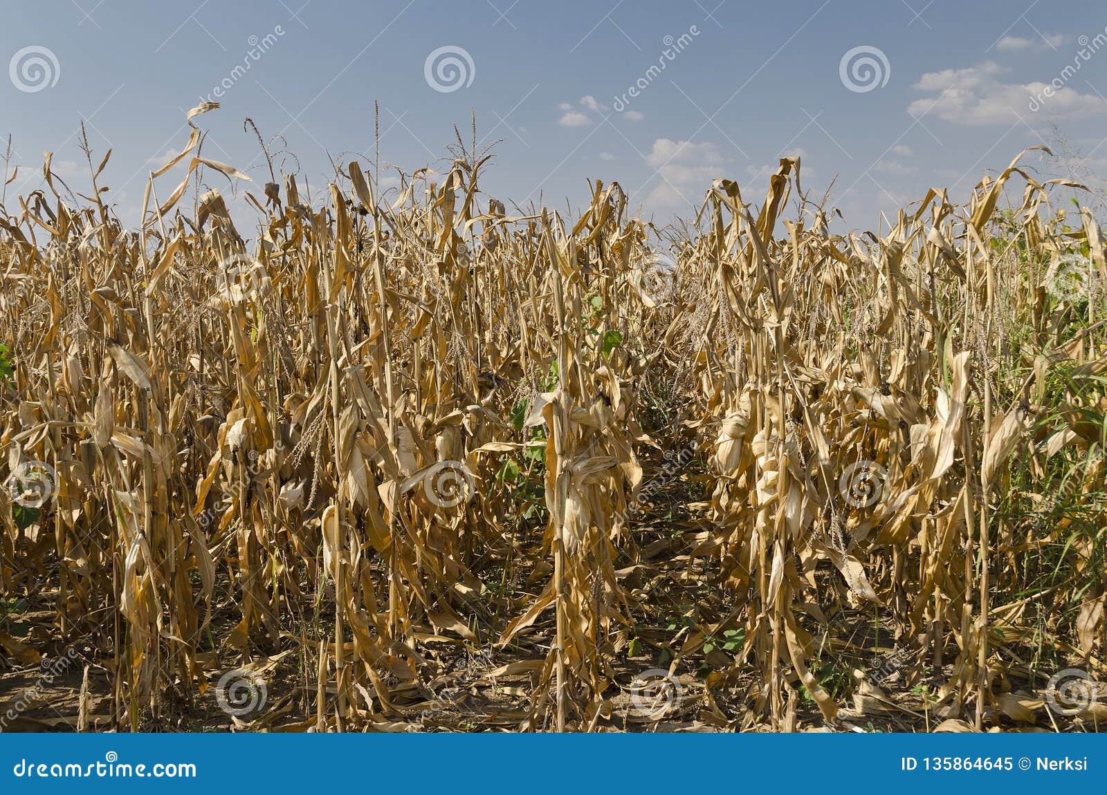Golden corn field stock image. Image of colorful, fresh 135864645