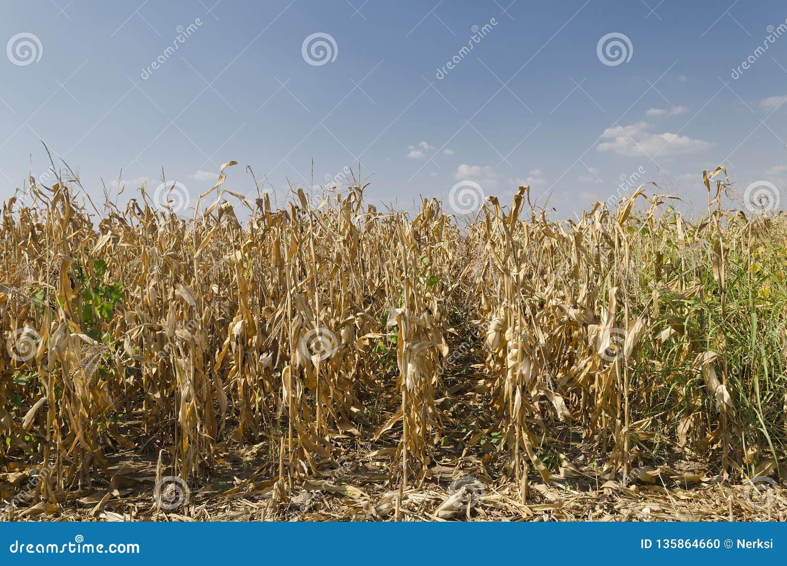Golden corn field stock photo. Image of fall, countryside 135864660