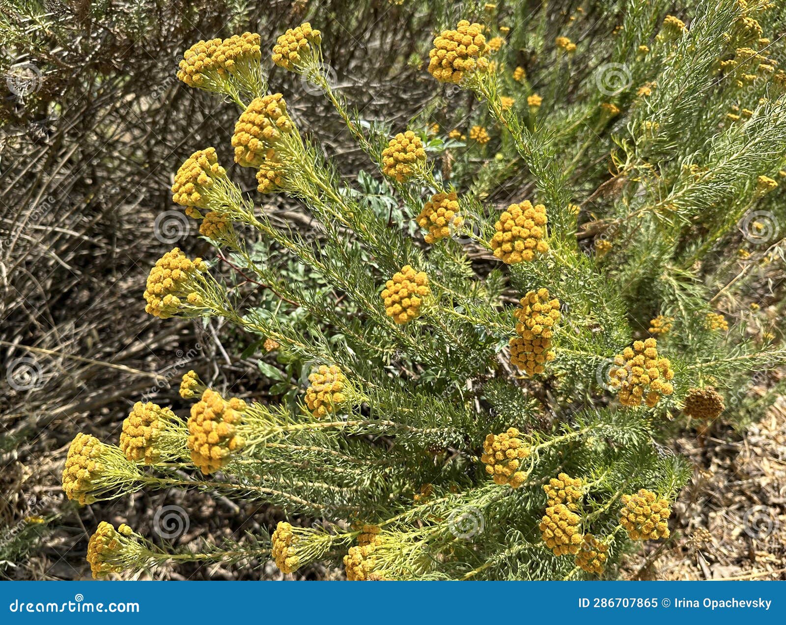 Golden Coulter Bush (lat.- Hymenolepis Crithmifolia Stock Image - Image ...