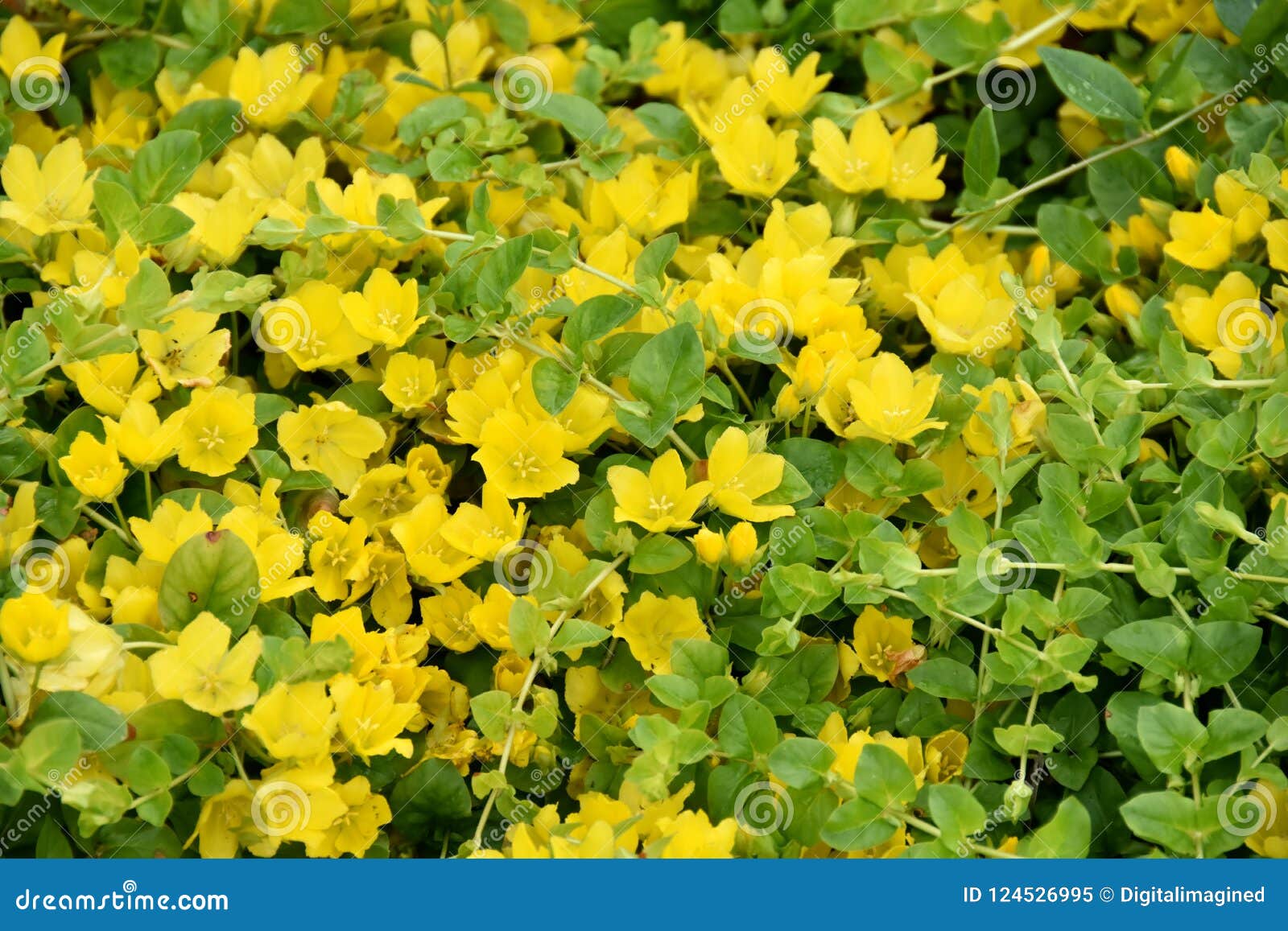 creeping jenny flower