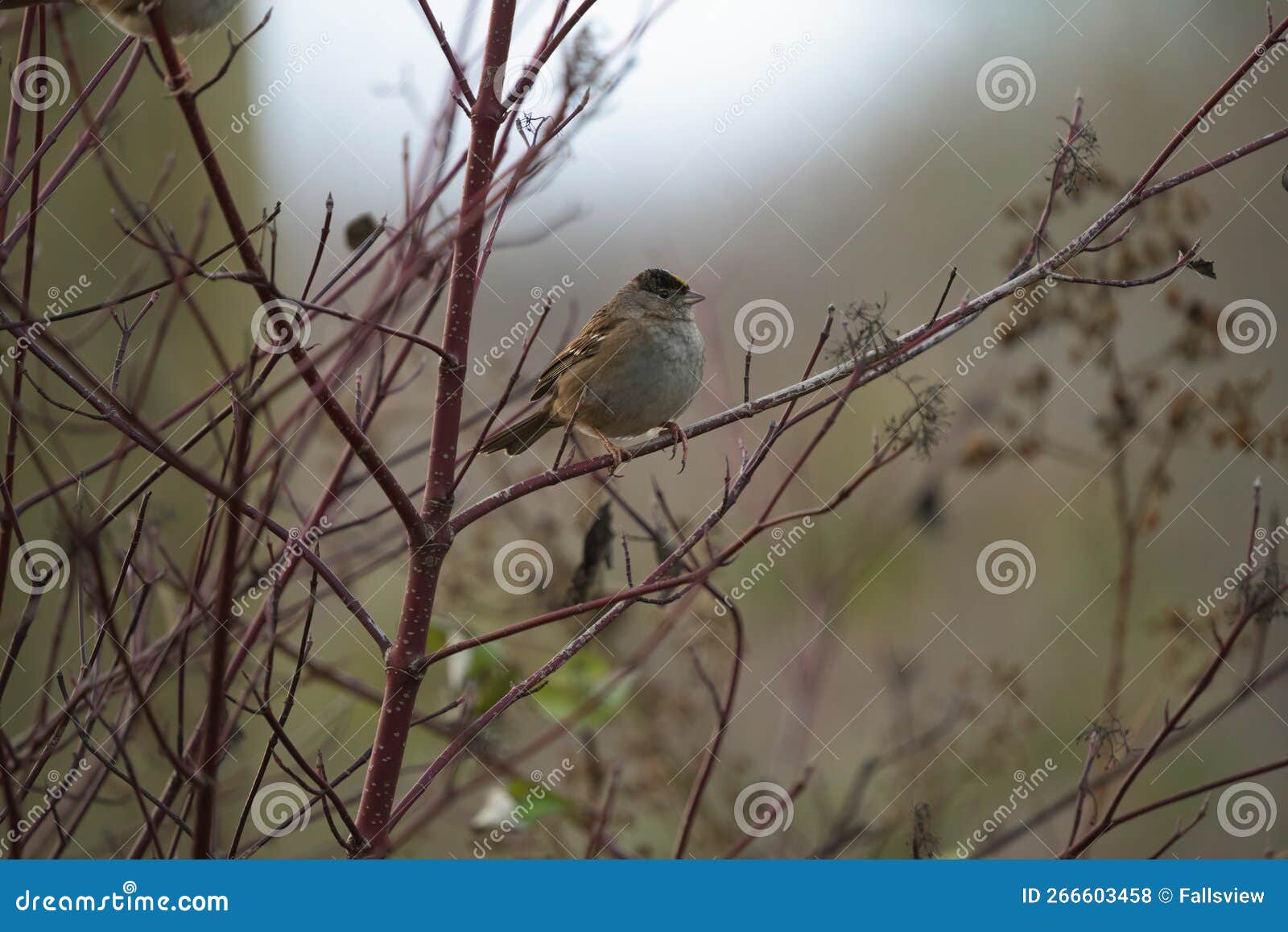 golden crowned sparrow resting