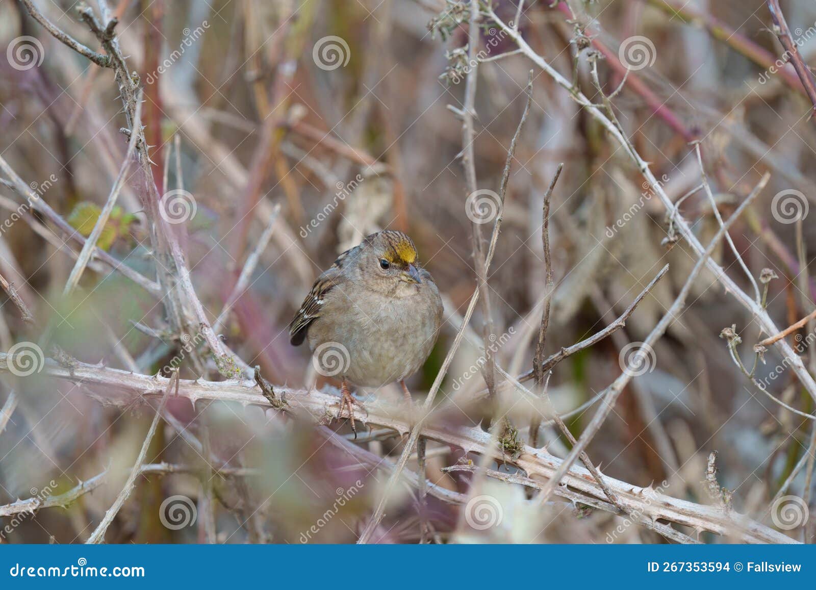 golden crowned sparrow resting