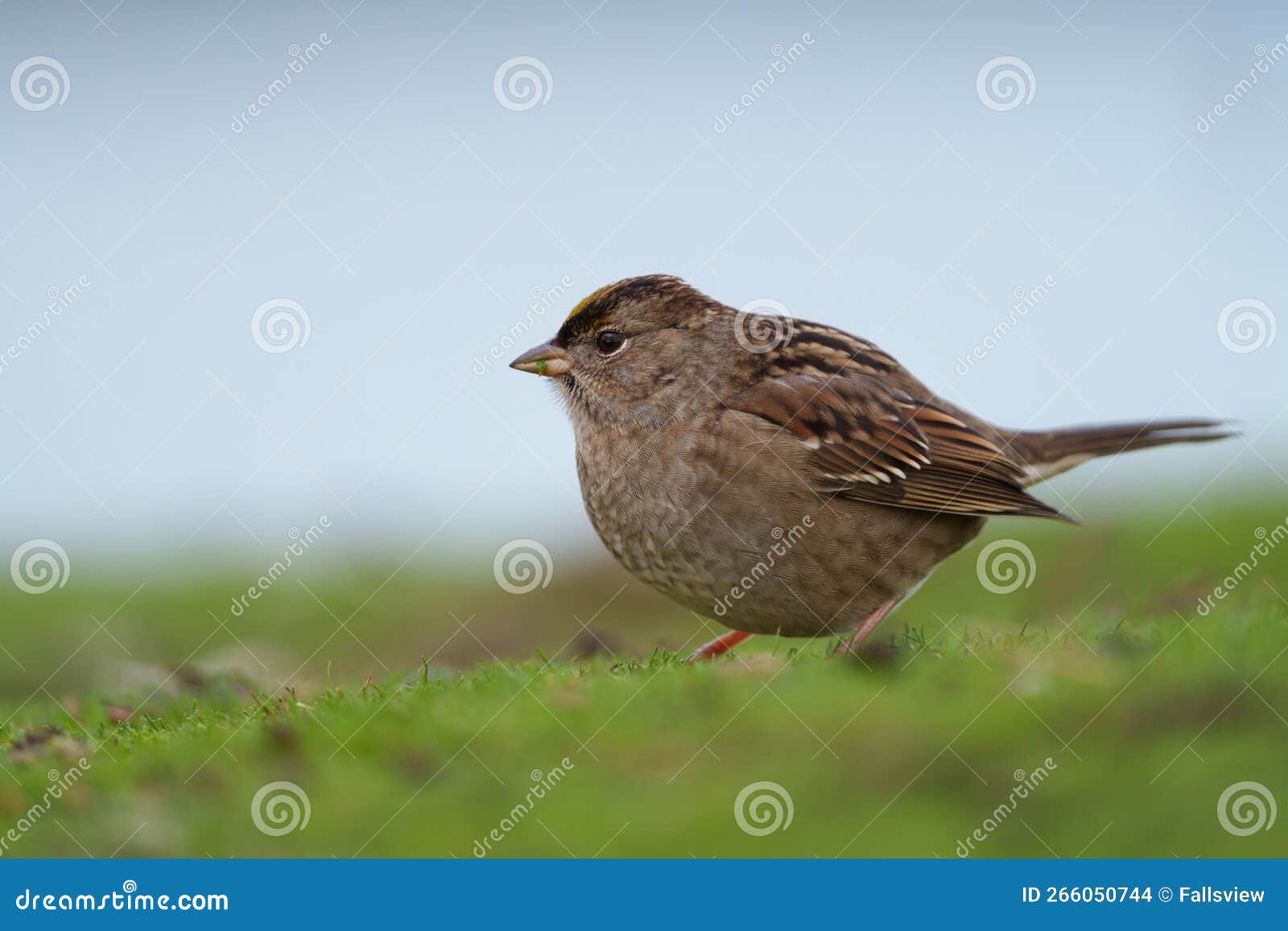 golden crowned sparrow resting