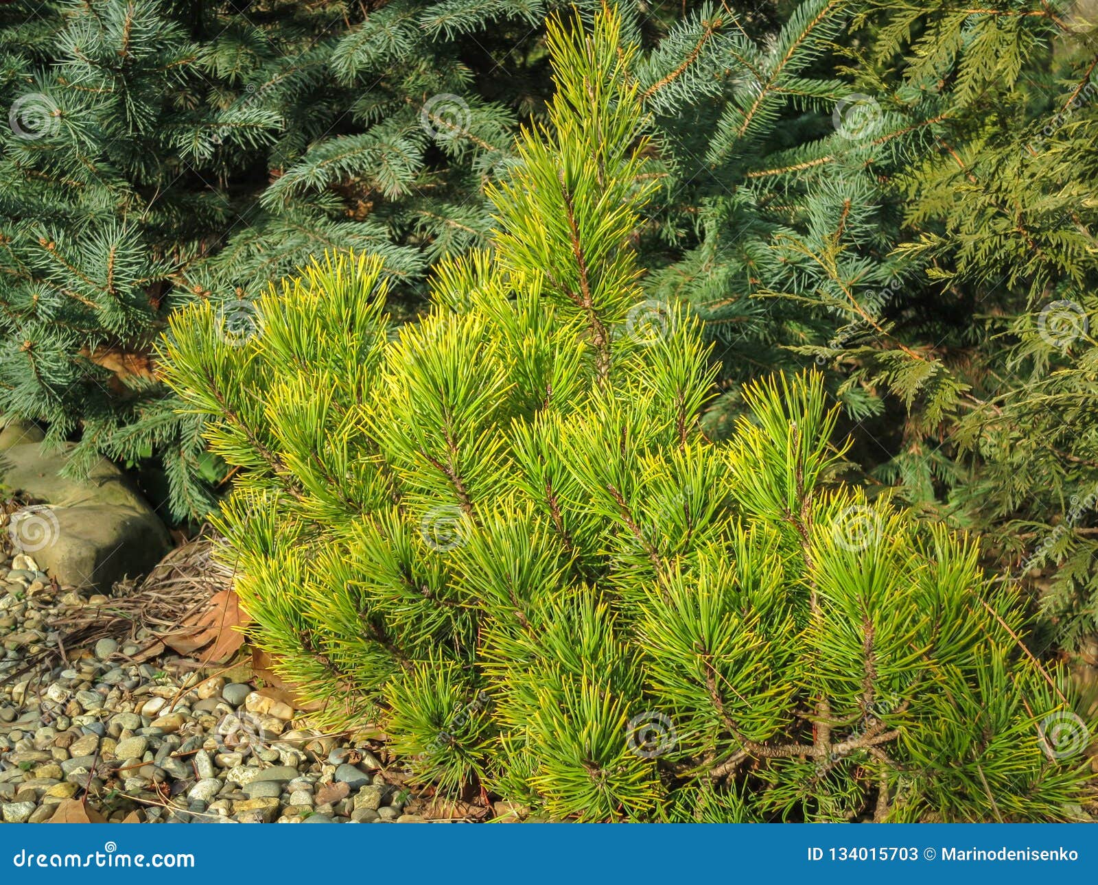 golden cultivar dwarf mountain pine pinus mugo ophir in the sunny winter